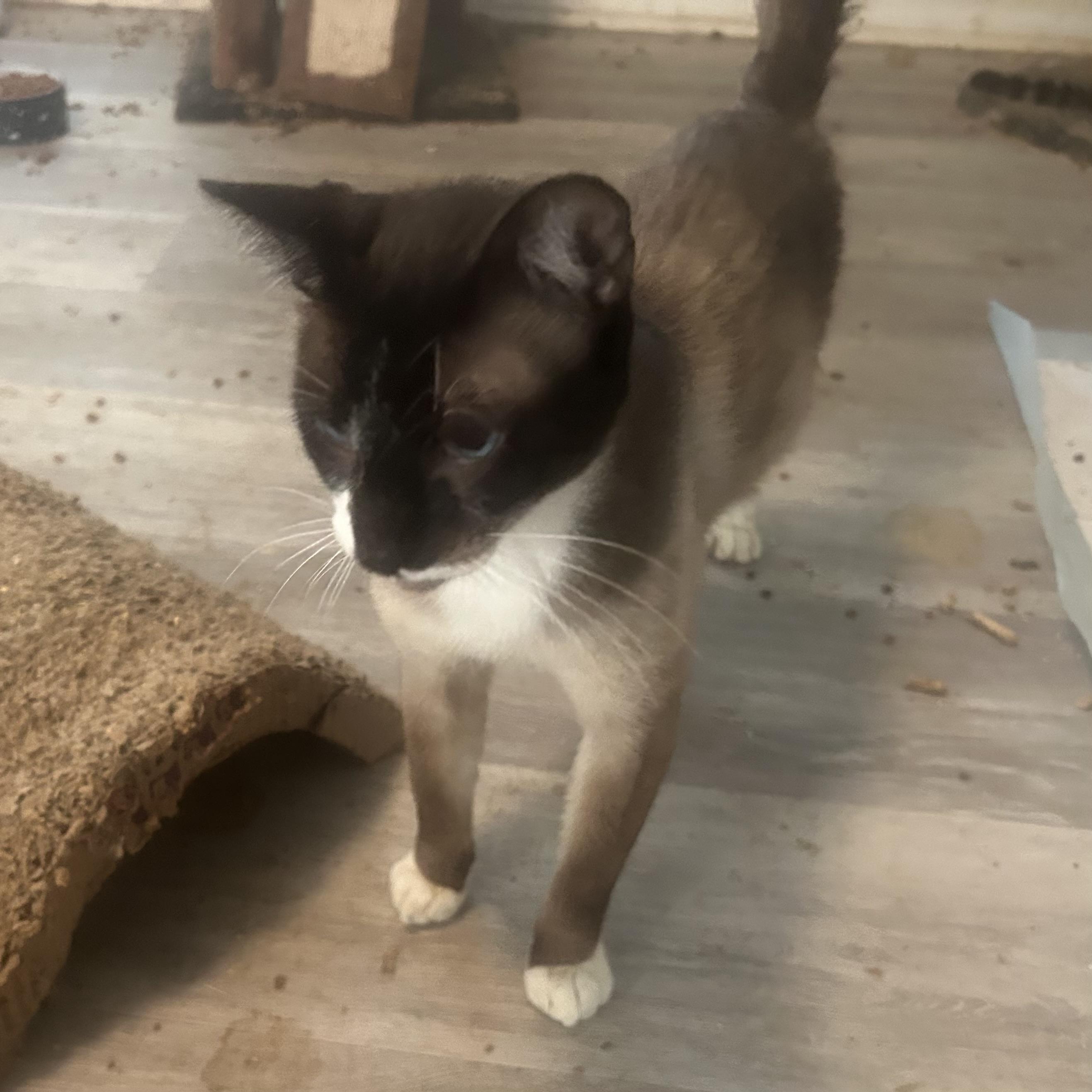 Mushu, Adopted, Adult Male Snowshoe.