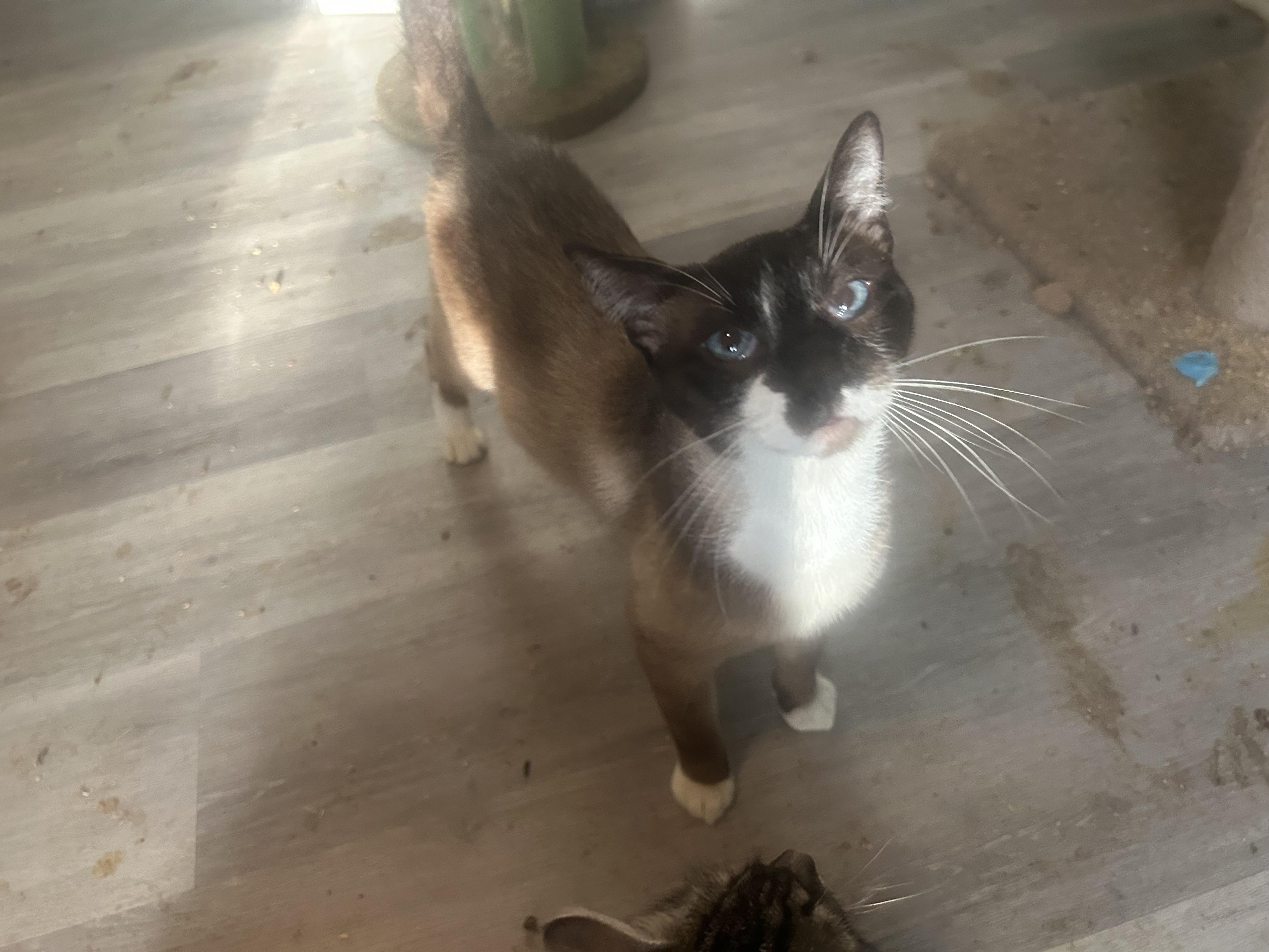 Enlarge Mushu, a Adopted Snowshoe in Citra, FL image 2/6