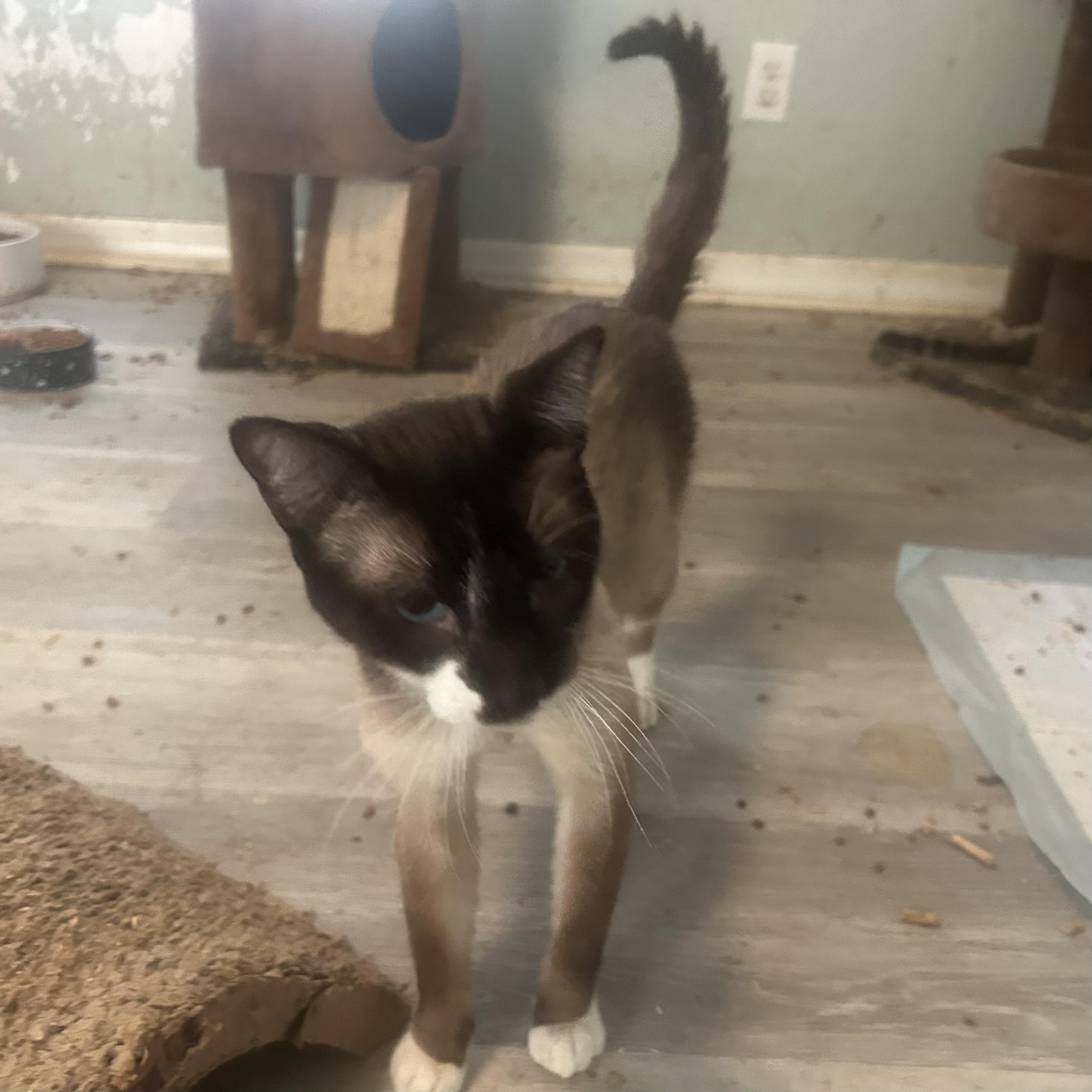 Enlarge Mushu, a Adopted Snowshoe in Citra, FL image 4/6