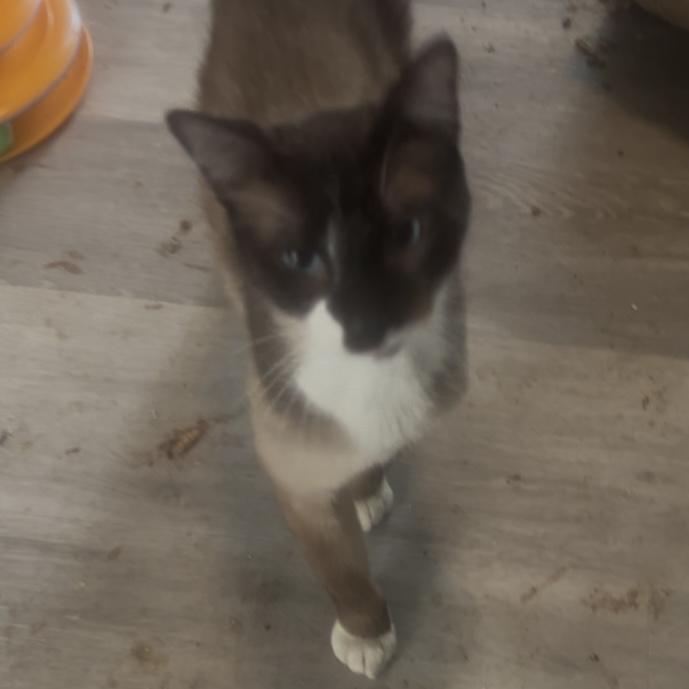 Enlarge Mushu, a Adopted Snowshoe in Citra, FL image 5/6