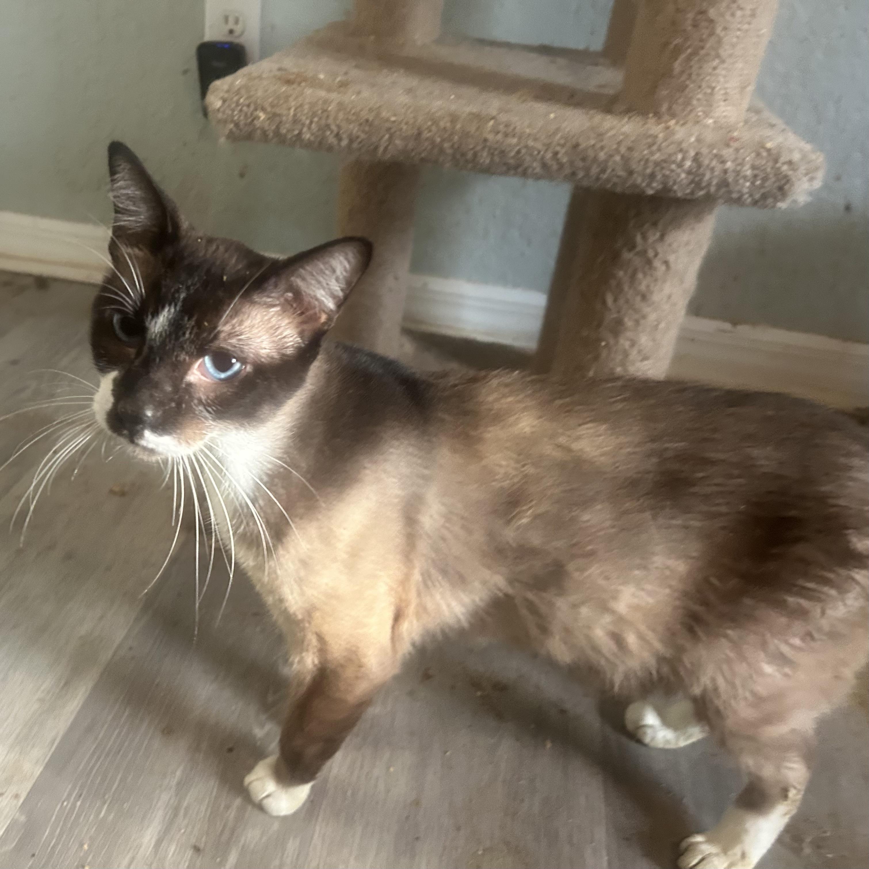 Enlarge Mushu, a Adopted Snowshoe in Citra, FL image 6/6