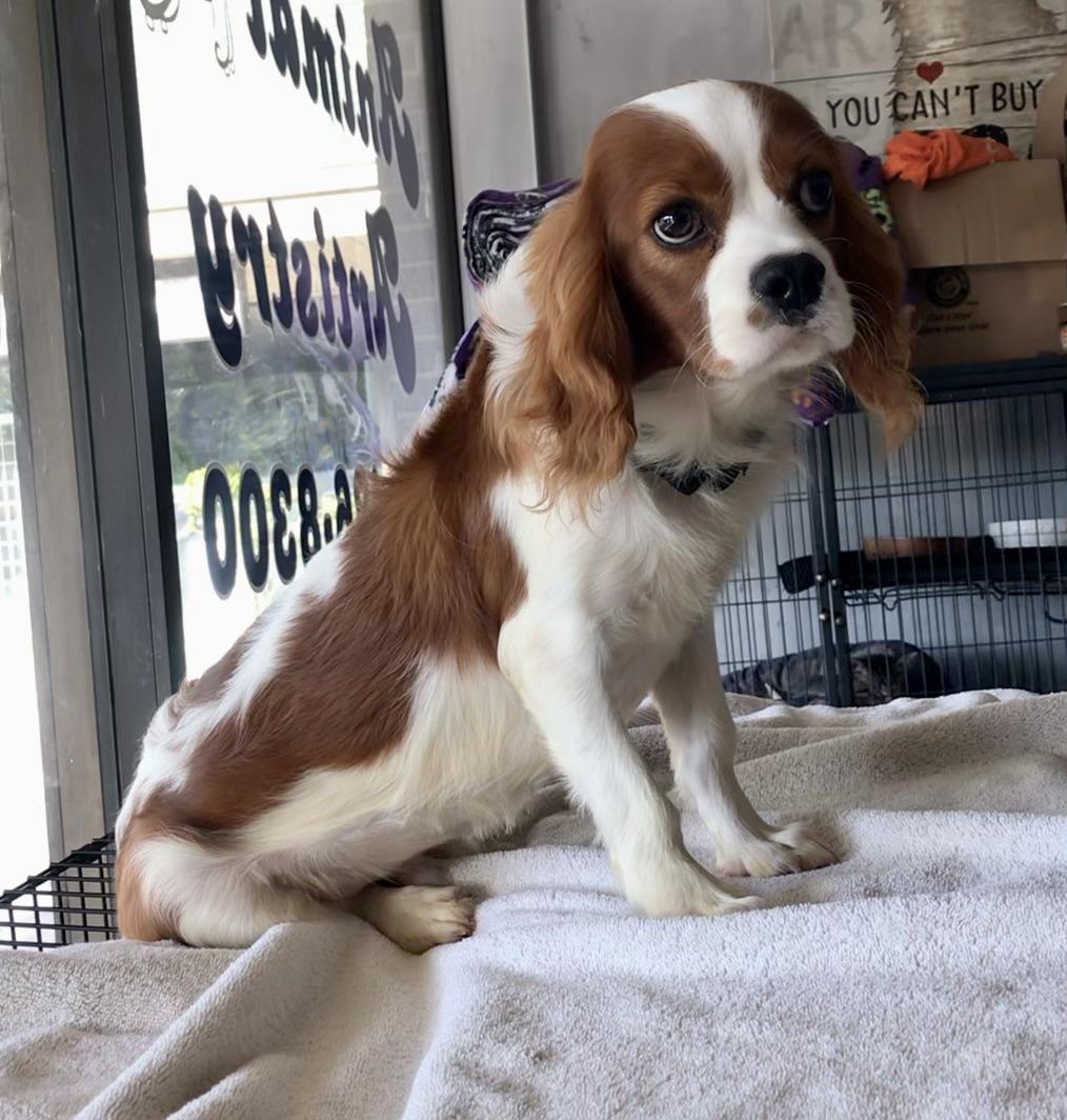 Henry, a Adoptable Cavalier King Charles Spaniel in Lincolnwood, IL image 2/4