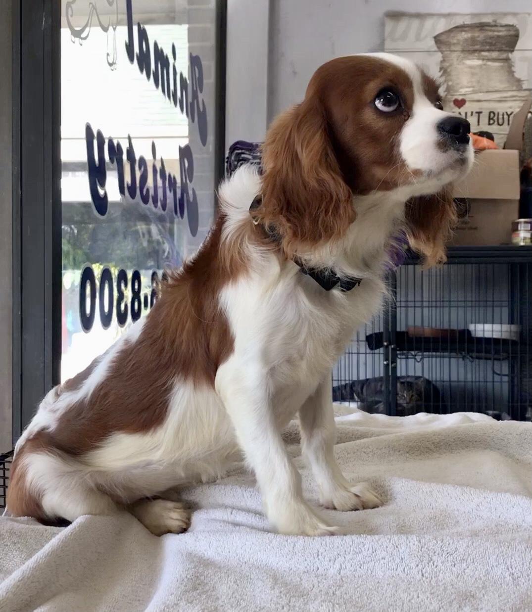 Henry, a Adoptable Cavalier King Charles Spaniel in Lincolnwood, IL image 3/4