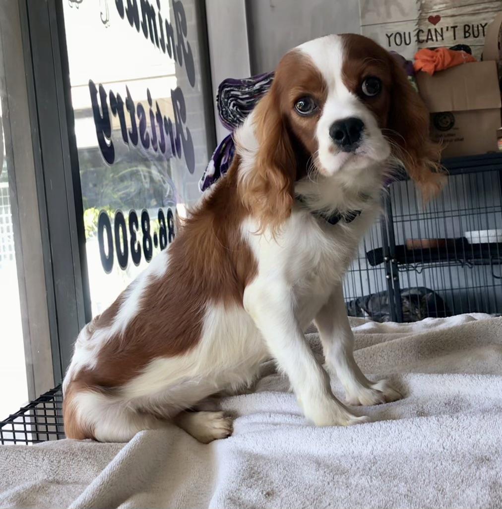 Henry, a Adoptable Cavalier King Charles Spaniel in Lincolnwood, IL image 4/4
