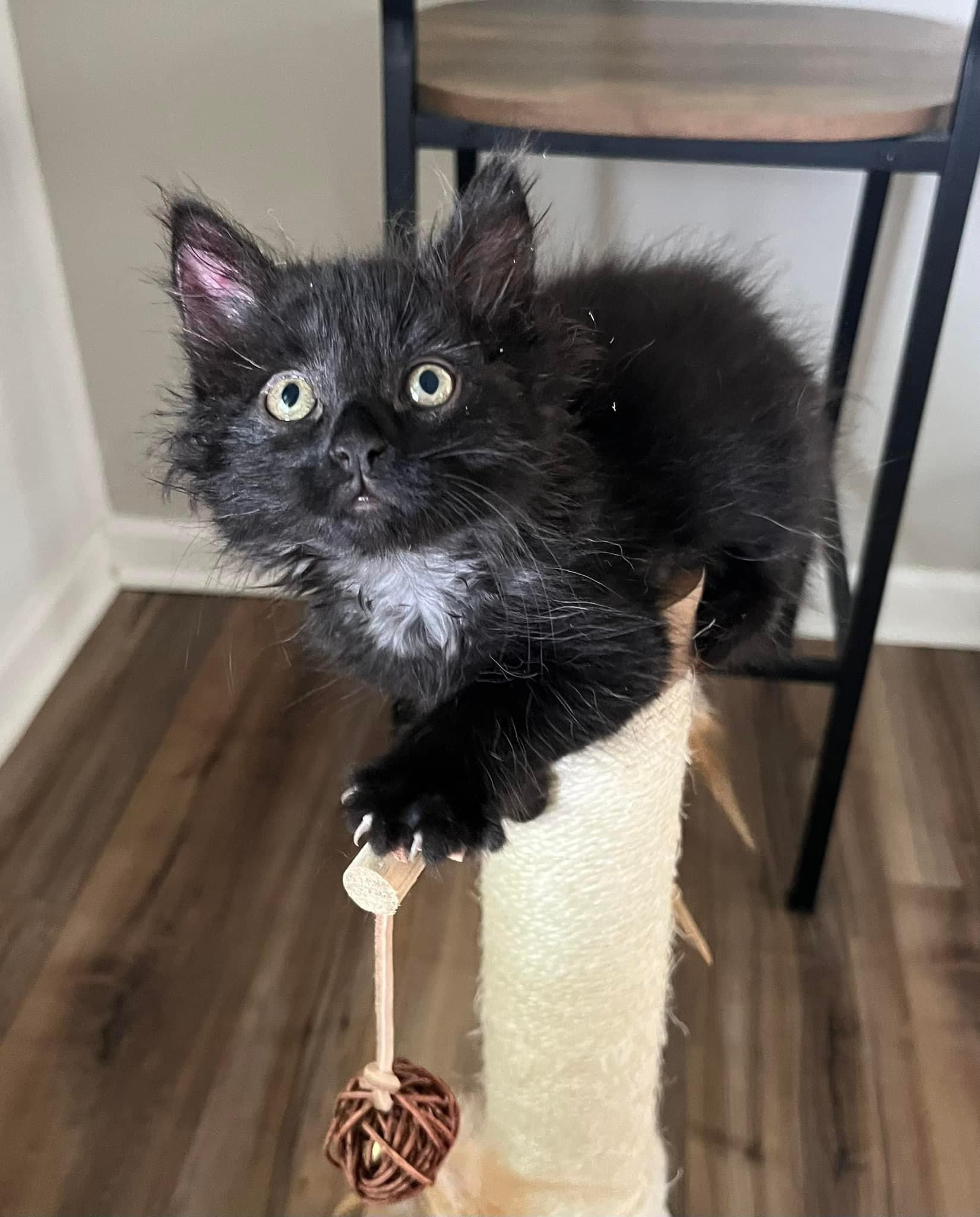 Enlarge Louise, a Adopted Domestic Medium Hair in Newton Falls, OH image 1/1