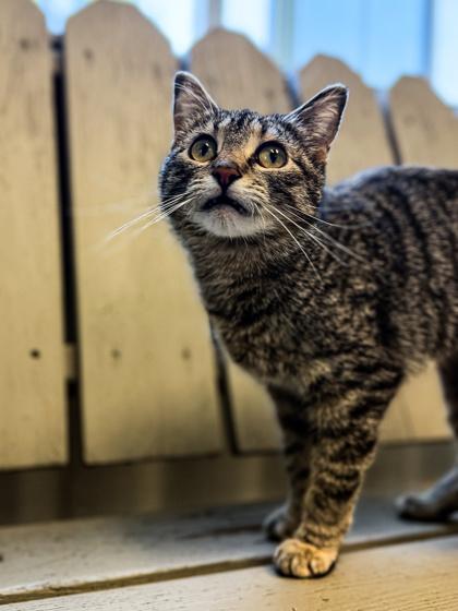 Enlarge Momma, a ADOPTABLE mixed breed in Buffalo, MN image 1/1