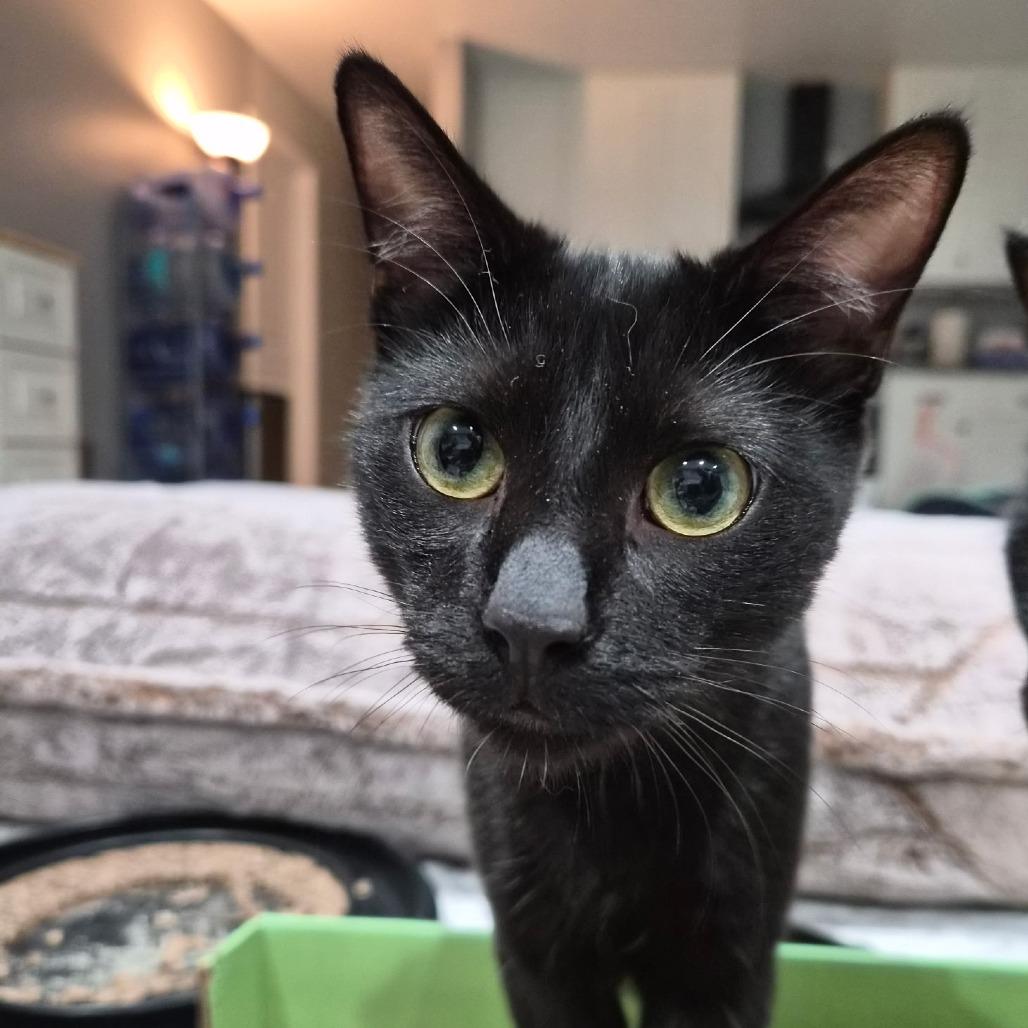 Enlarge Luffy, a Adoptable Domestic Short Hair in Mission Hills, CA image 1/1