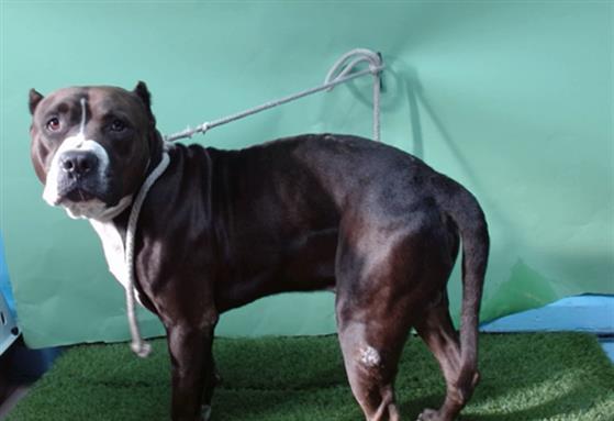 SHADOW, Adoptable, Adult Male Pit Bull Terrier.