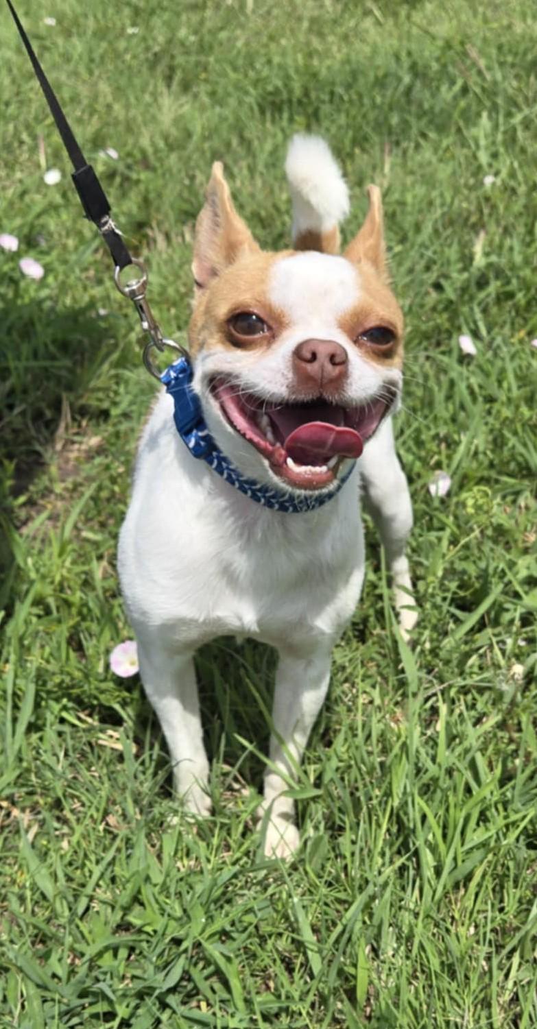 Tyson, an adoptable Boston Terrier, Pug in Larned, KS, 67550 | Photo Image 3
