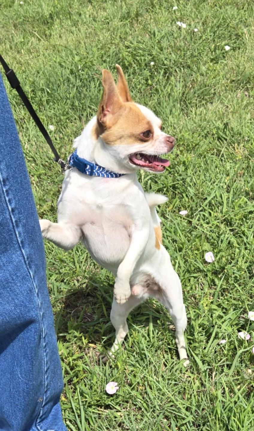 Tyson, an adoptable Boston Terrier, Pug in Larned, KS, 67550 | Photo Image 2