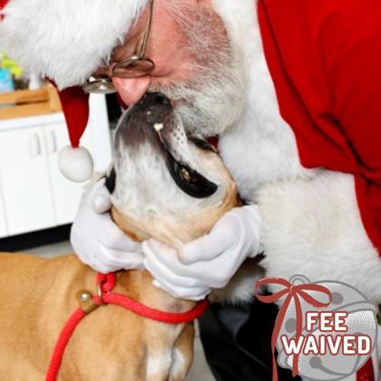 Roman, a Adoptable Mixed Breed in Largo, FL image 2/3