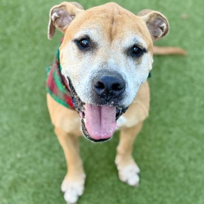 Roman, a Adoptable Mixed Breed in Largo, FL image 3/3