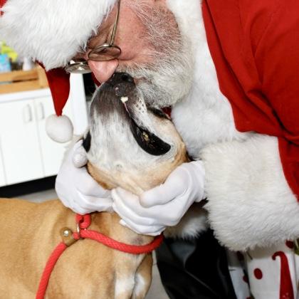 Enlarge Roman, a Adoptable Mixed Breed in Largo, FL image 3/3