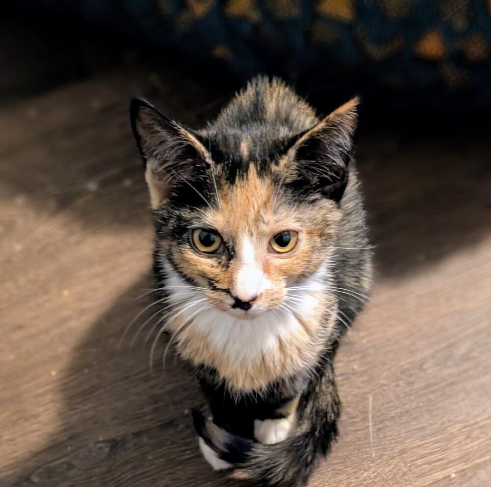 Savannah, Adoptable, Young Female Domestic Short Hair.