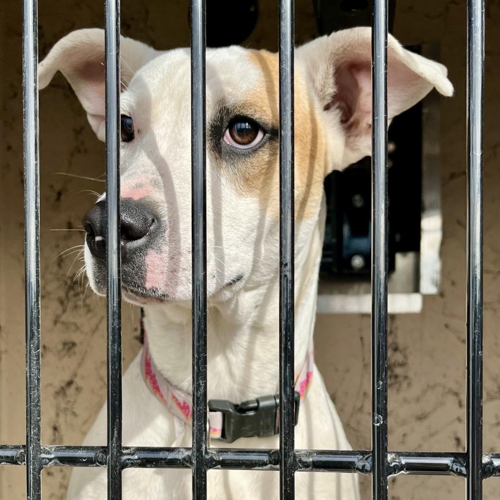 Sweet Tea, a Adoptable mixed breed in Henderson, NV image 1/2