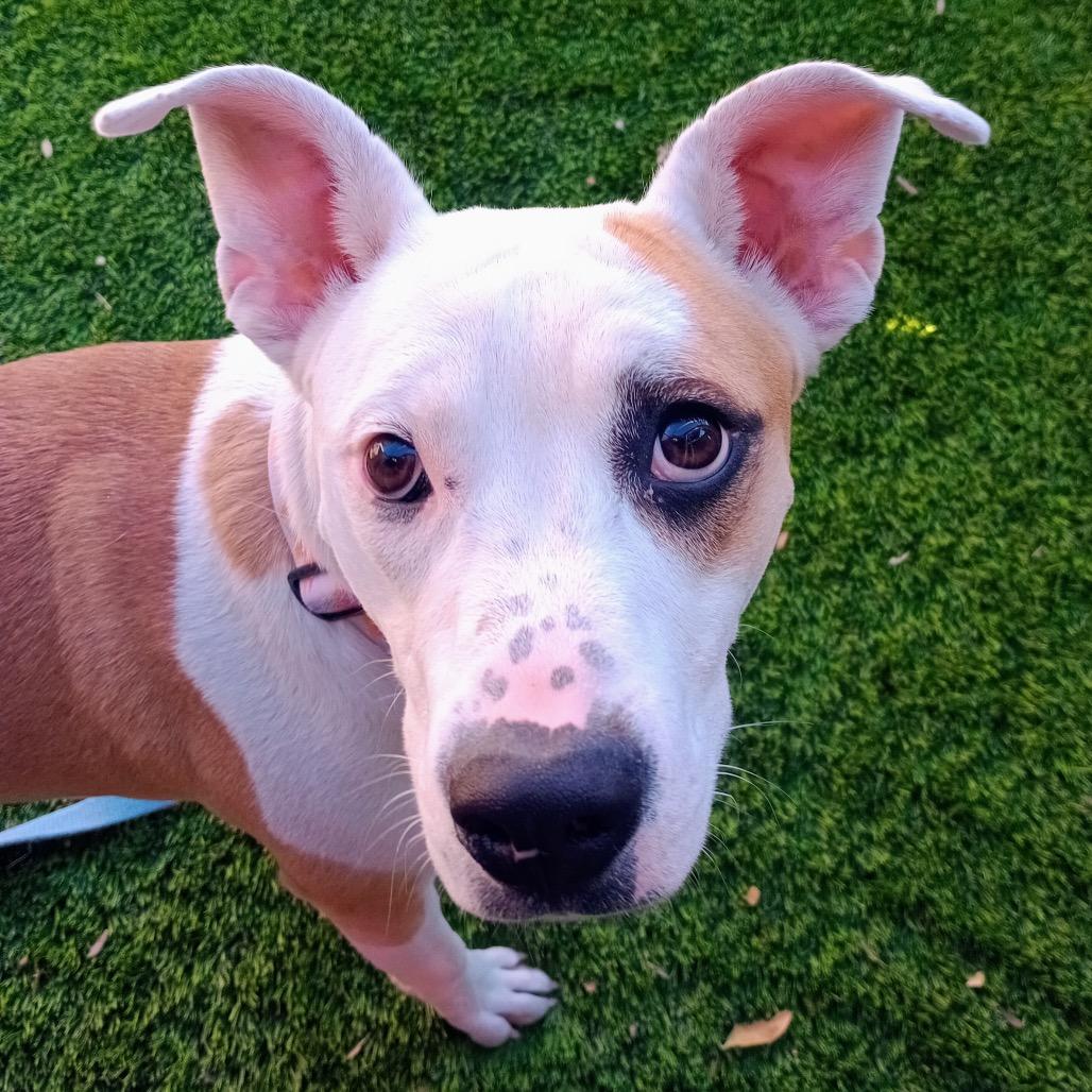 Sweet Tea, a Adoptable mixed breed in Henderson, NV image 2/2
