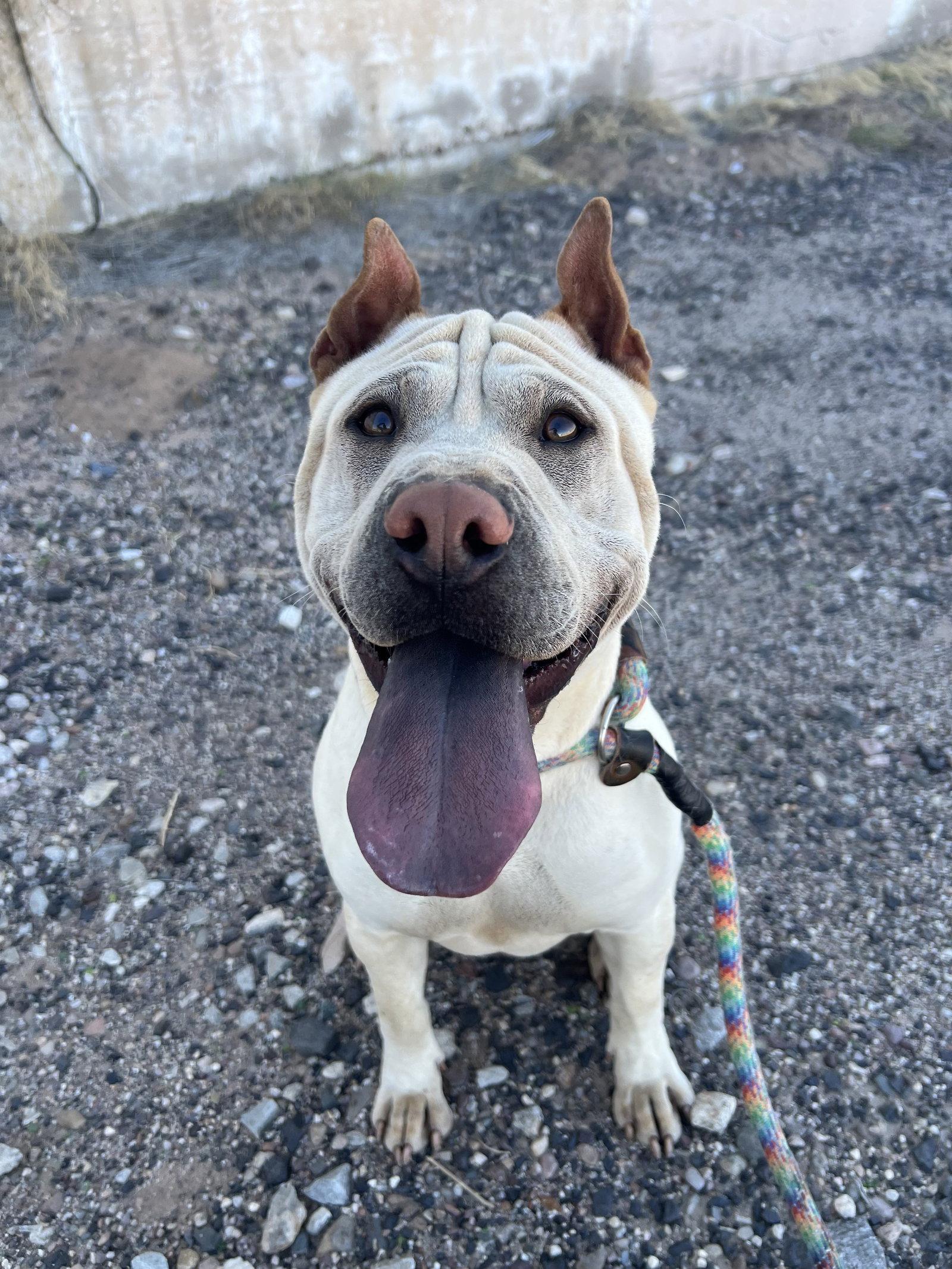 Enlarge Rocco, a Adoptable Shar-Pei in Phoenix, AZ image 1/3