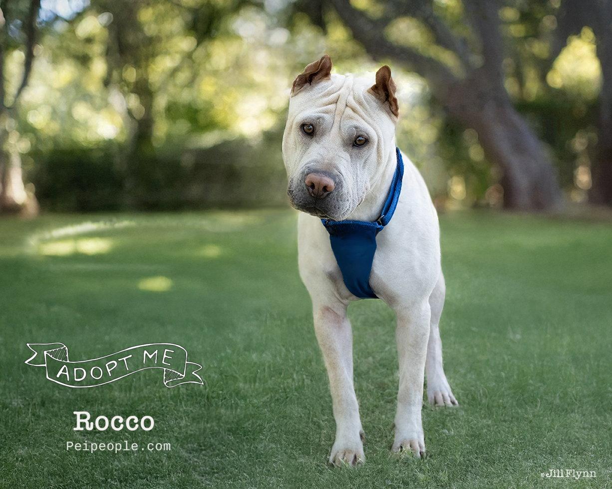 Rocco, a Adoptable Shar-Pei in Phoenix, AZ image 1/3