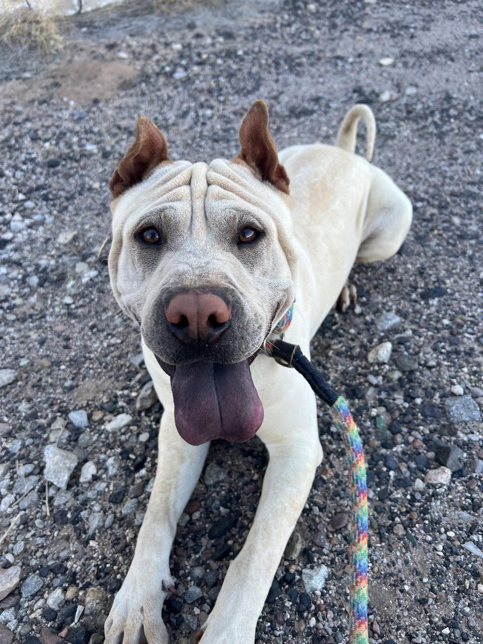 Enlarge Rocco, a Adoptable Shar-Pei in Phoenix, AZ image 2/3