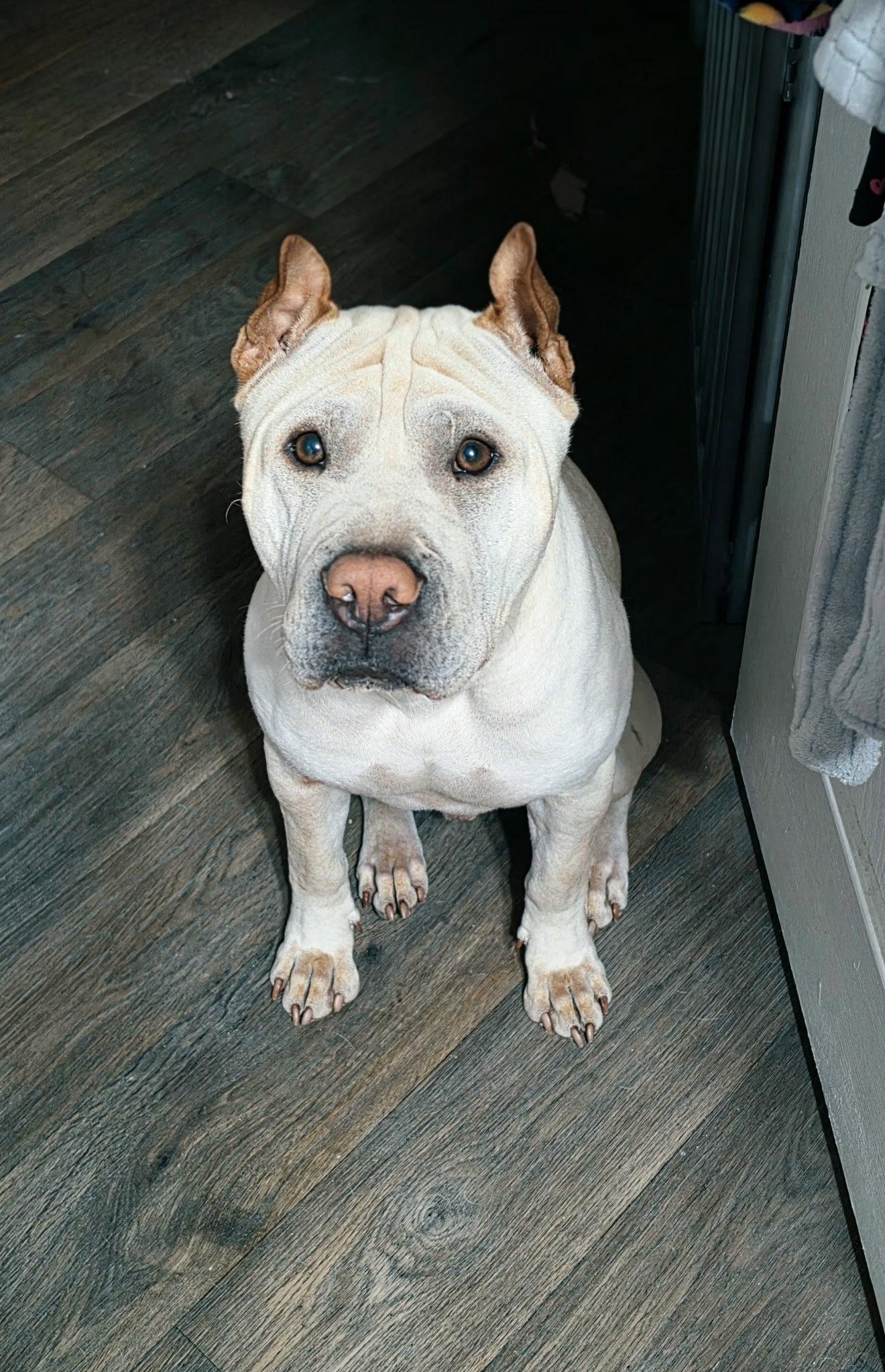 Rocco, a Adoptable Shar-Pei in Phoenix, AZ image 2/3