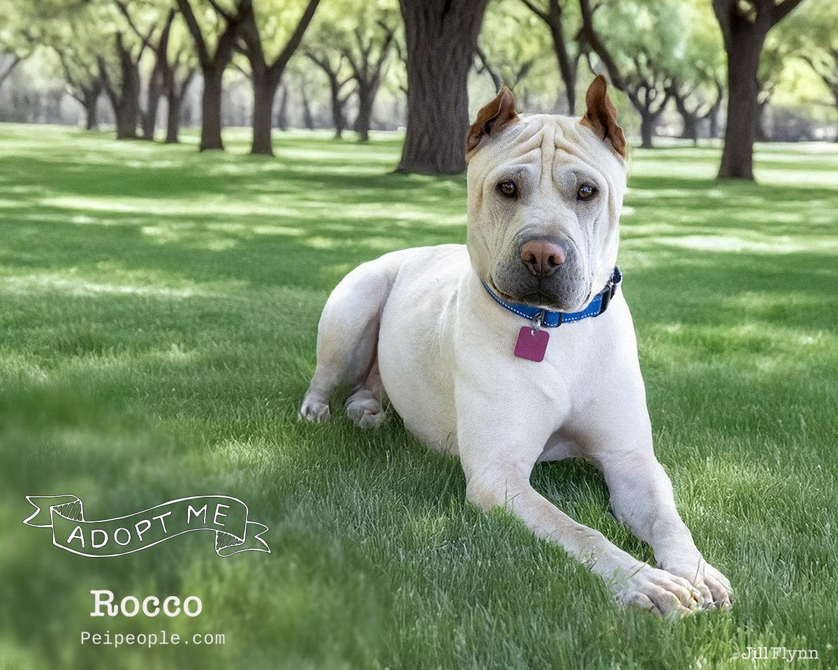 Rocco, a Adoptable Shar-Pei in Phoenix, AZ image 3/3