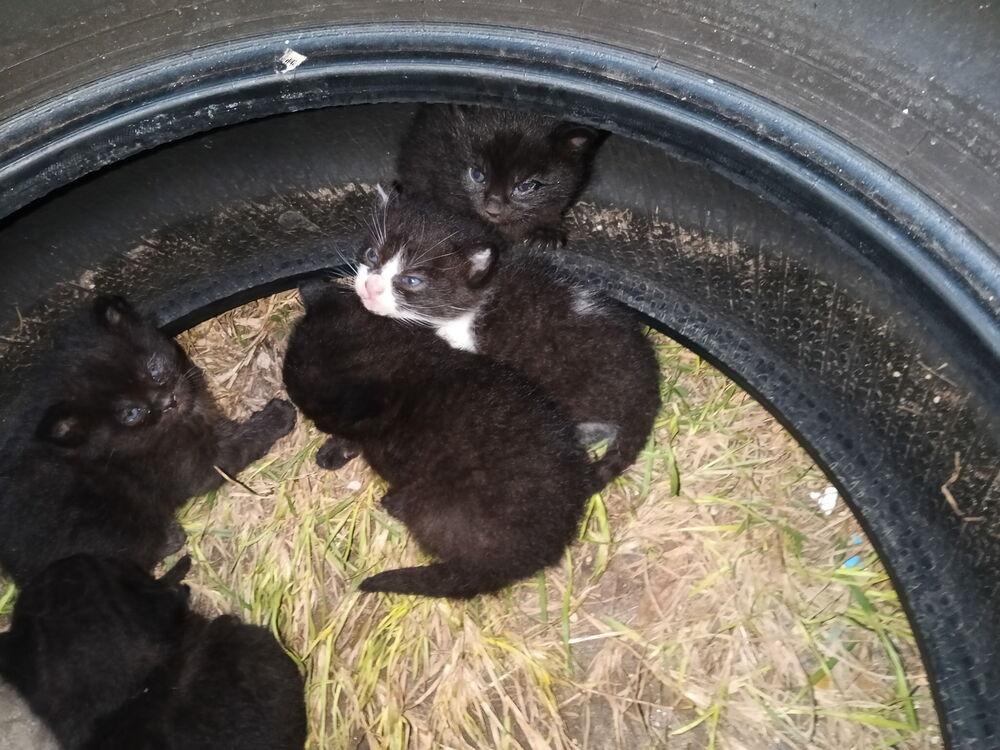 Enlarge Mechanic Kids copy #2, a Adopted Domestic Short Hair in Ocala, FL image 1/1