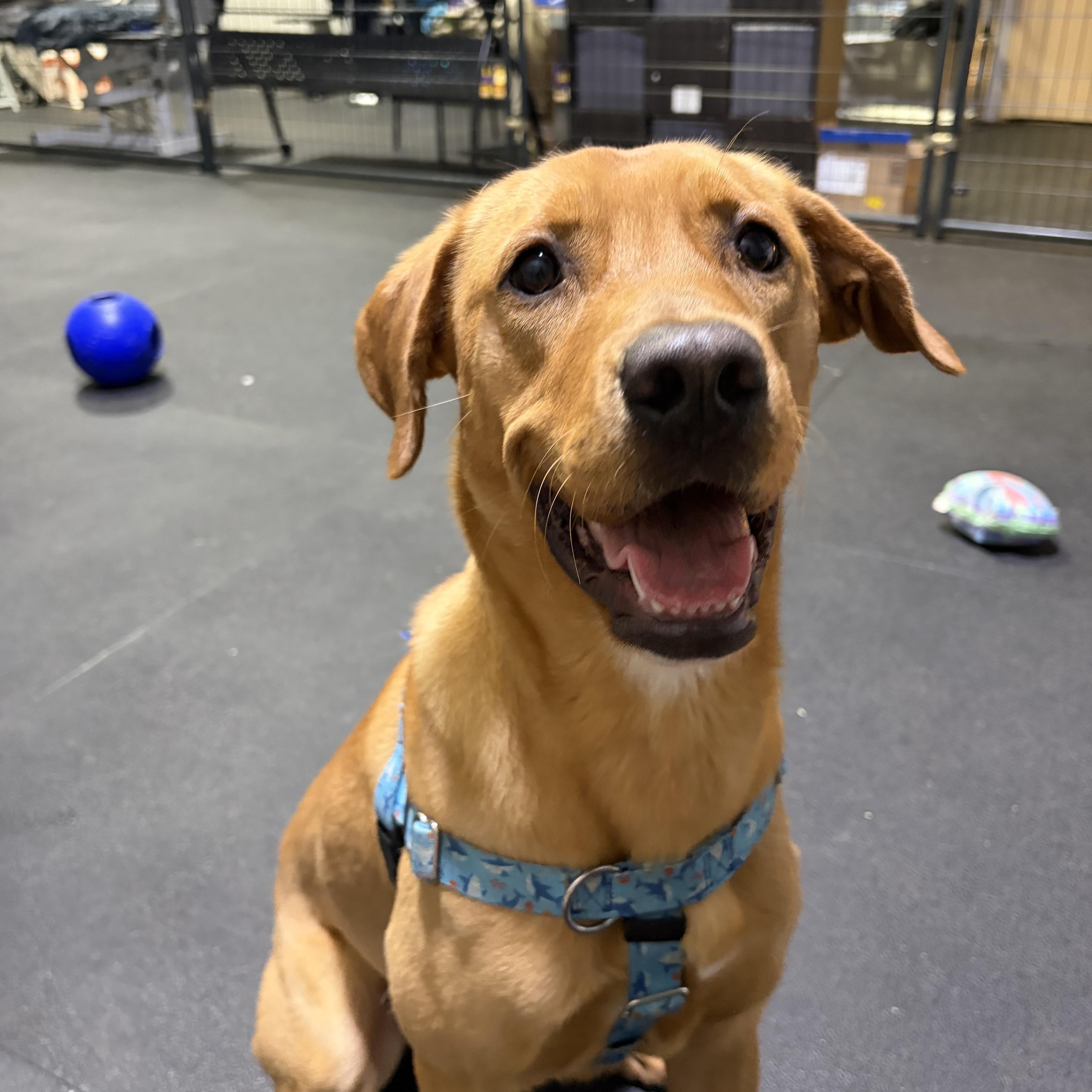 Enlarge Rusty, a ADOPTABLE mixed breed in Hollis, NH image 1/6