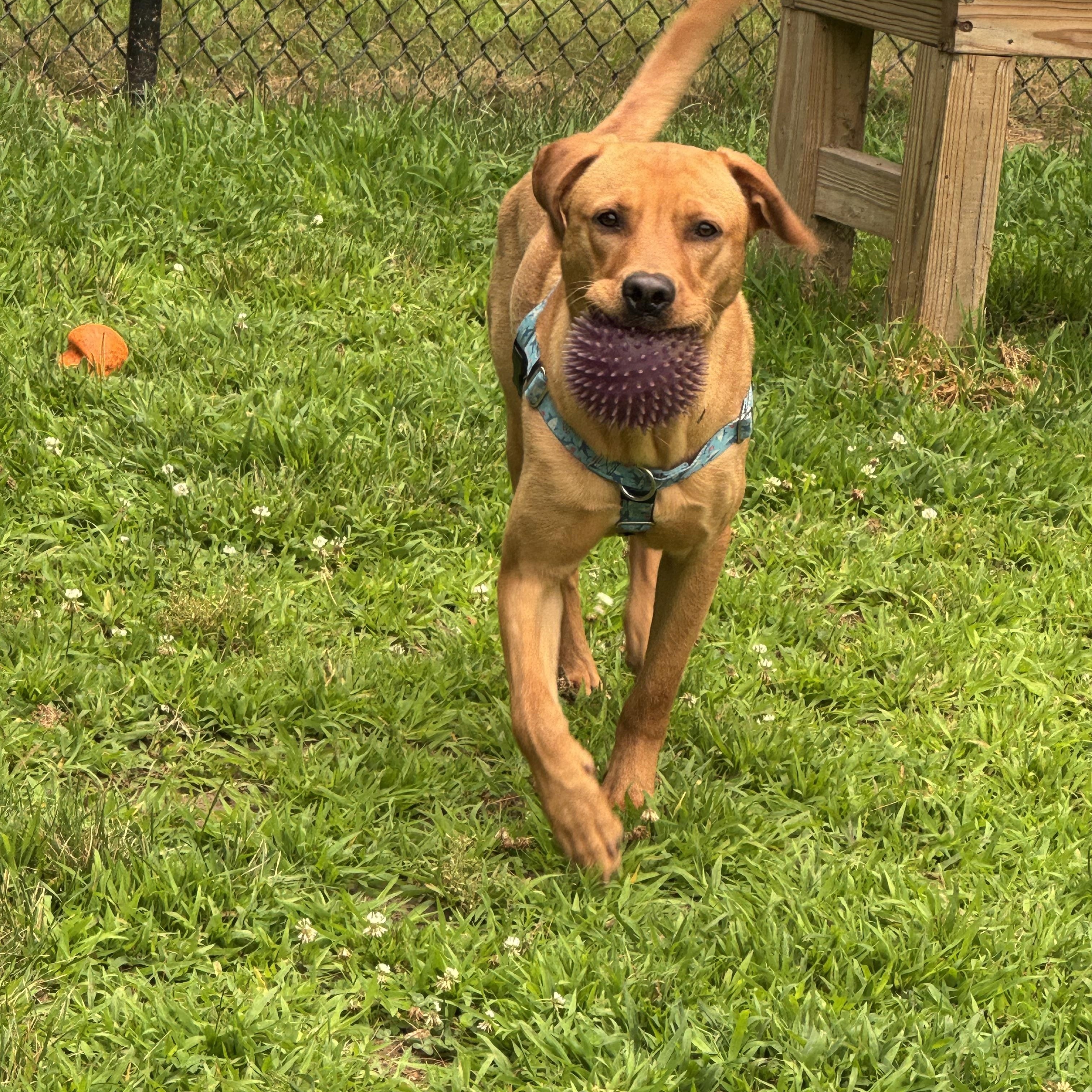 Enlarge Rusty, a ADOPTABLE mixed breed in Hollis, NH image 4/6