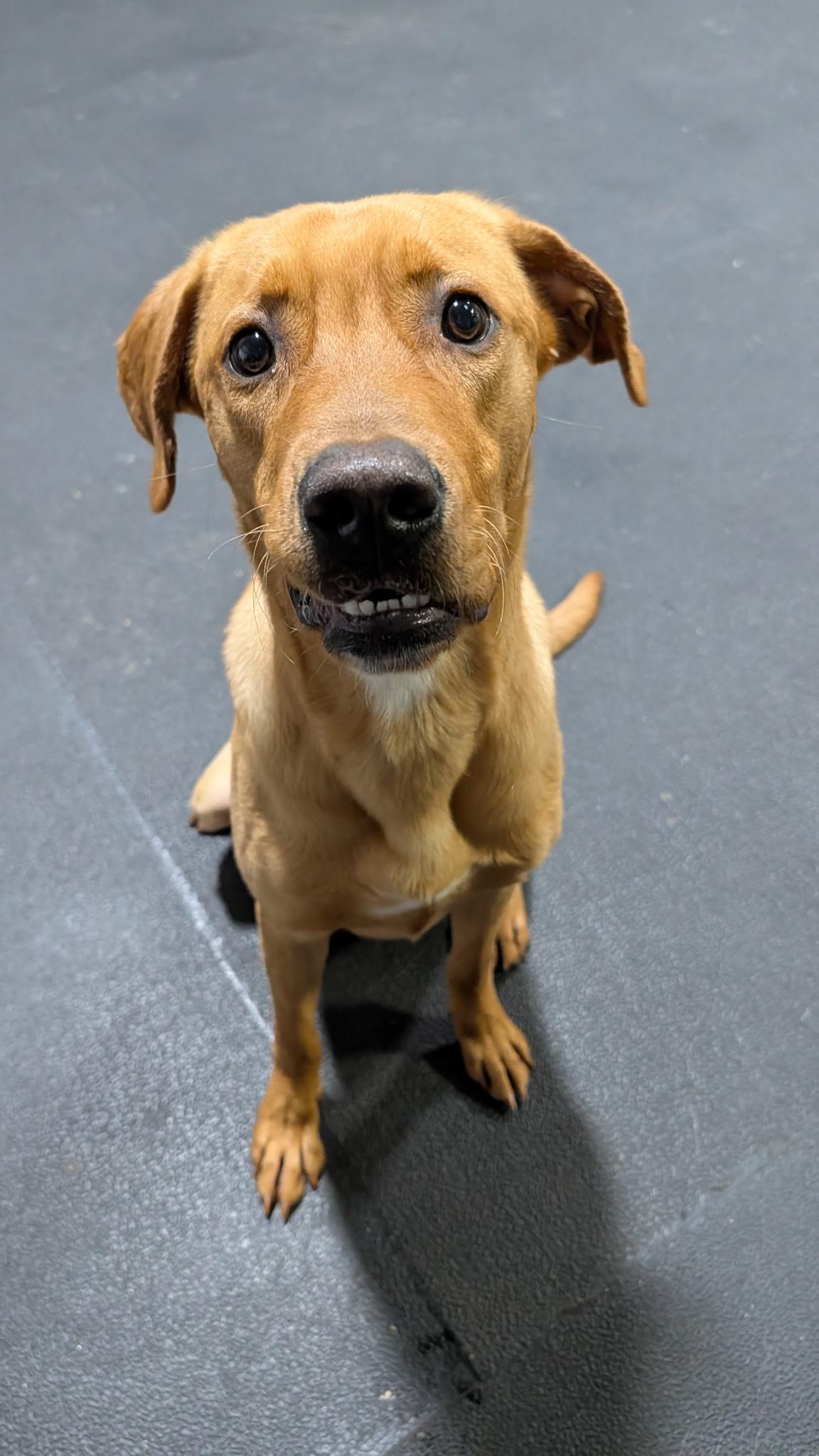 Enlarge Rusty, a ADOPTABLE mixed breed in Hollis, NH image 6/6