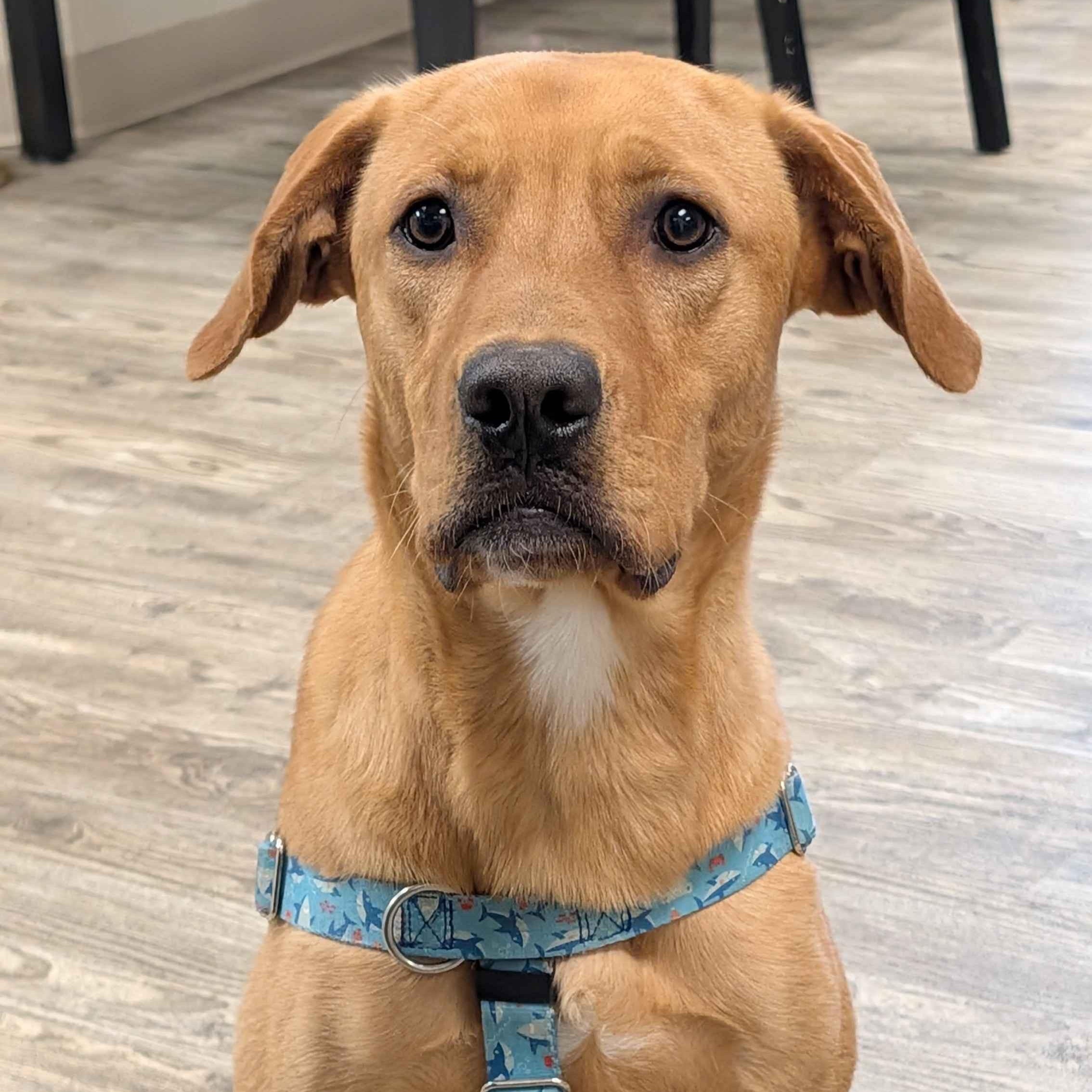 Enlarge Rusty, a ADOPTABLE mixed breed in Hollis, NH image 1/6