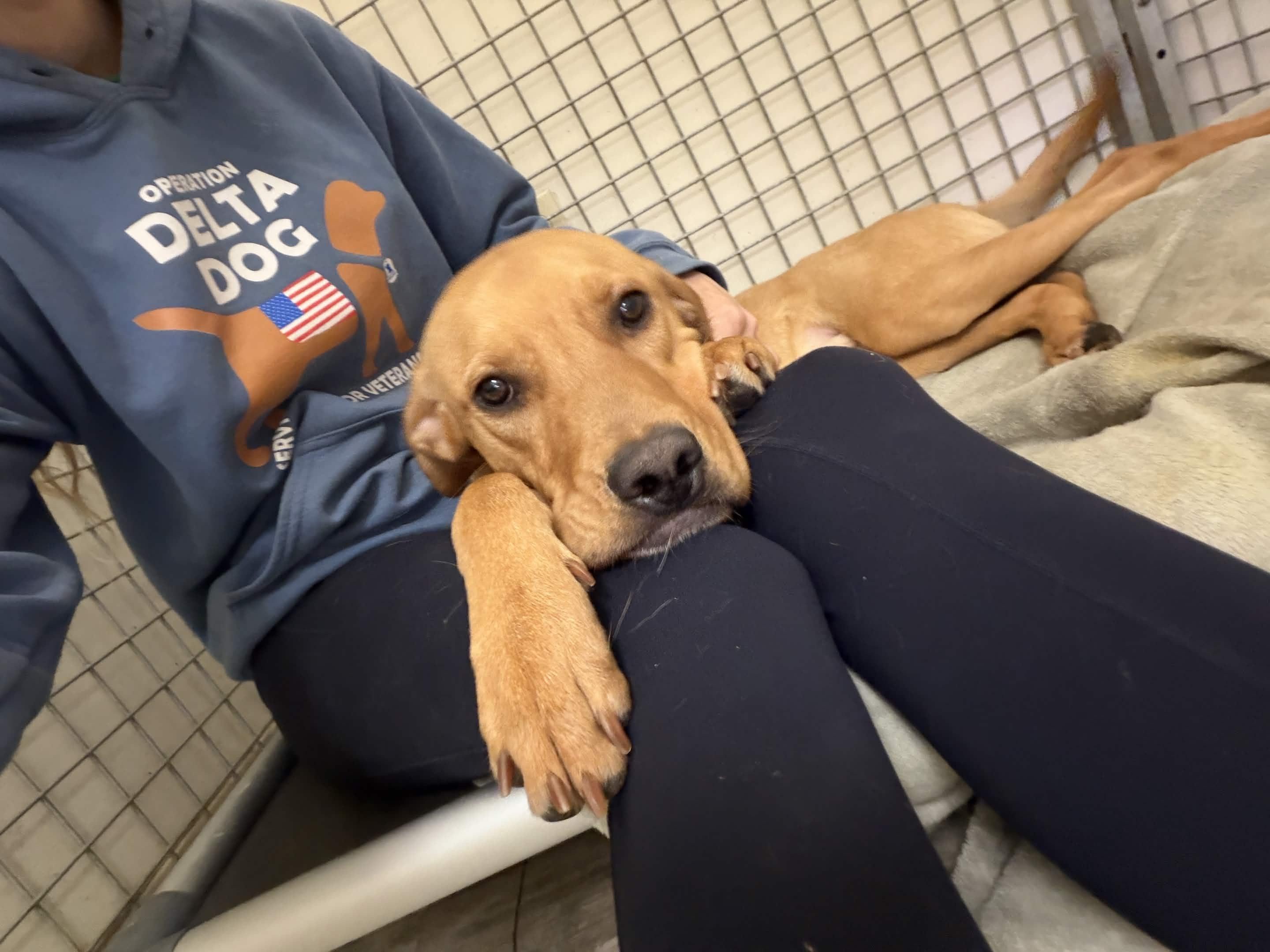 Enlarge Rusty, a ADOPTABLE mixed breed in Hollis, NH image 6/6