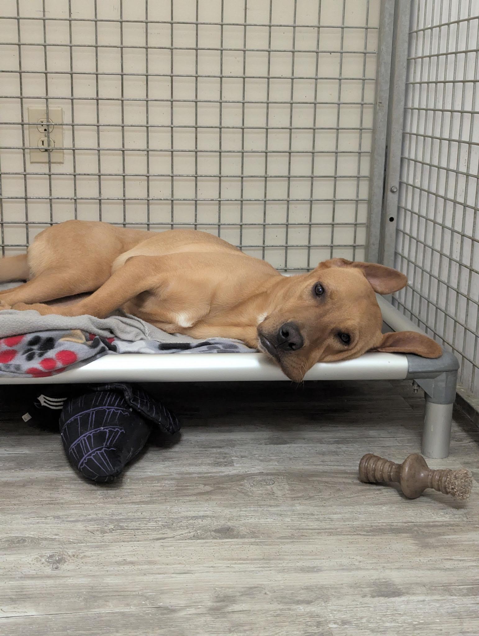 Enlarge Rusty, a ADOPTABLE mixed breed in Hollis, NH image 5/6