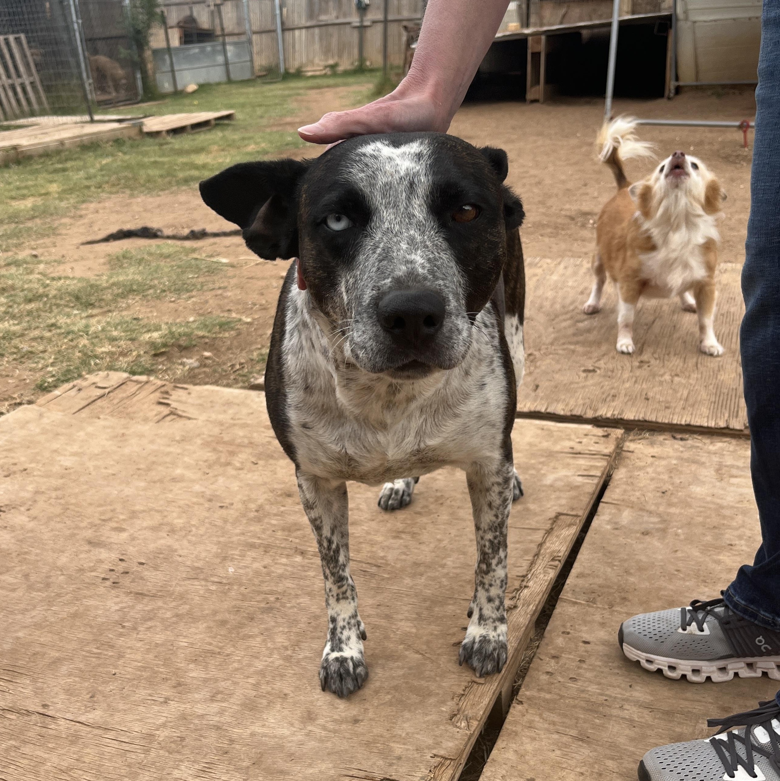 Sassy, a Adoptable mixed breed in Levelland, TX image 3/6