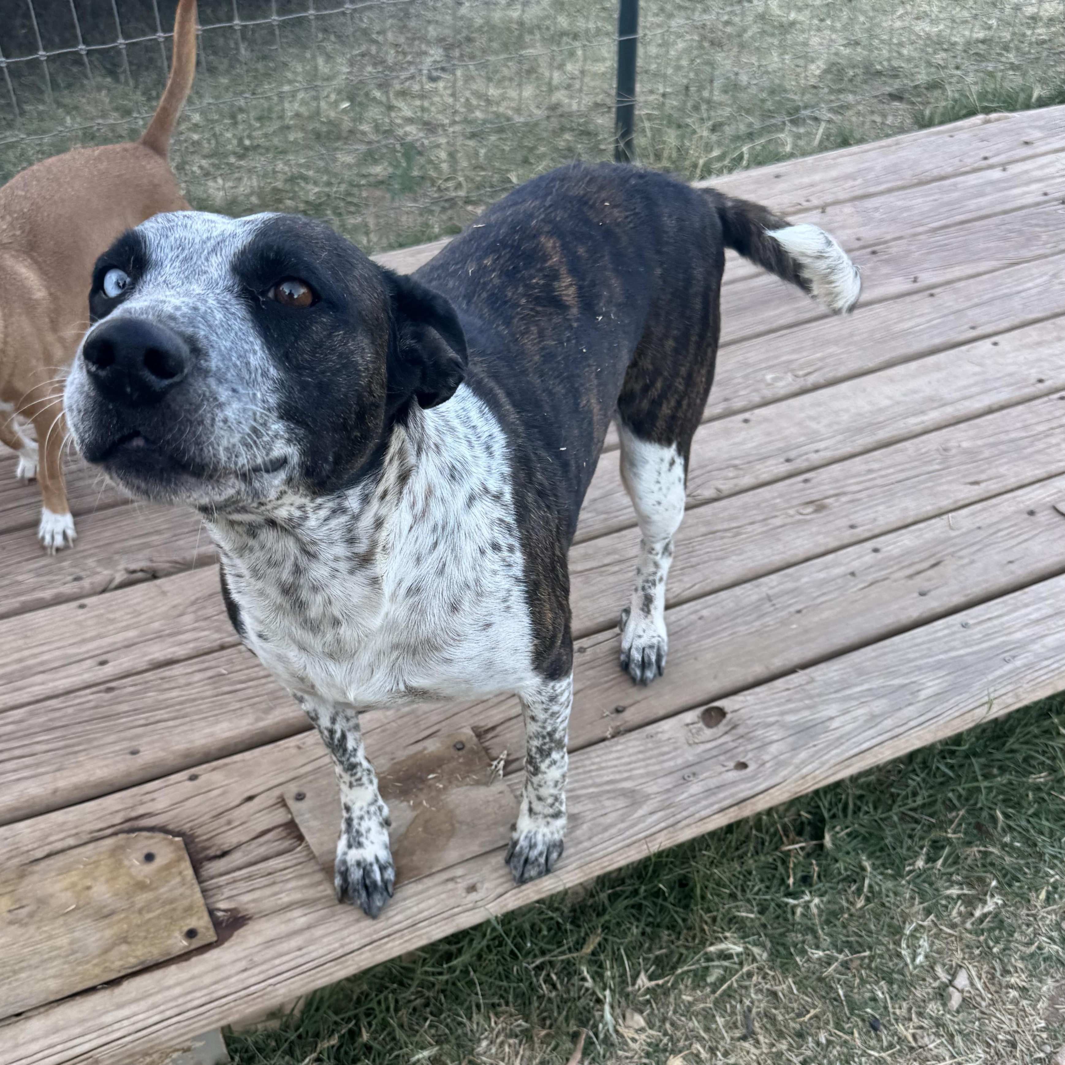 Sassy, Adoptable, Adult Female Australian Cattle Dog / Blue Heeler.