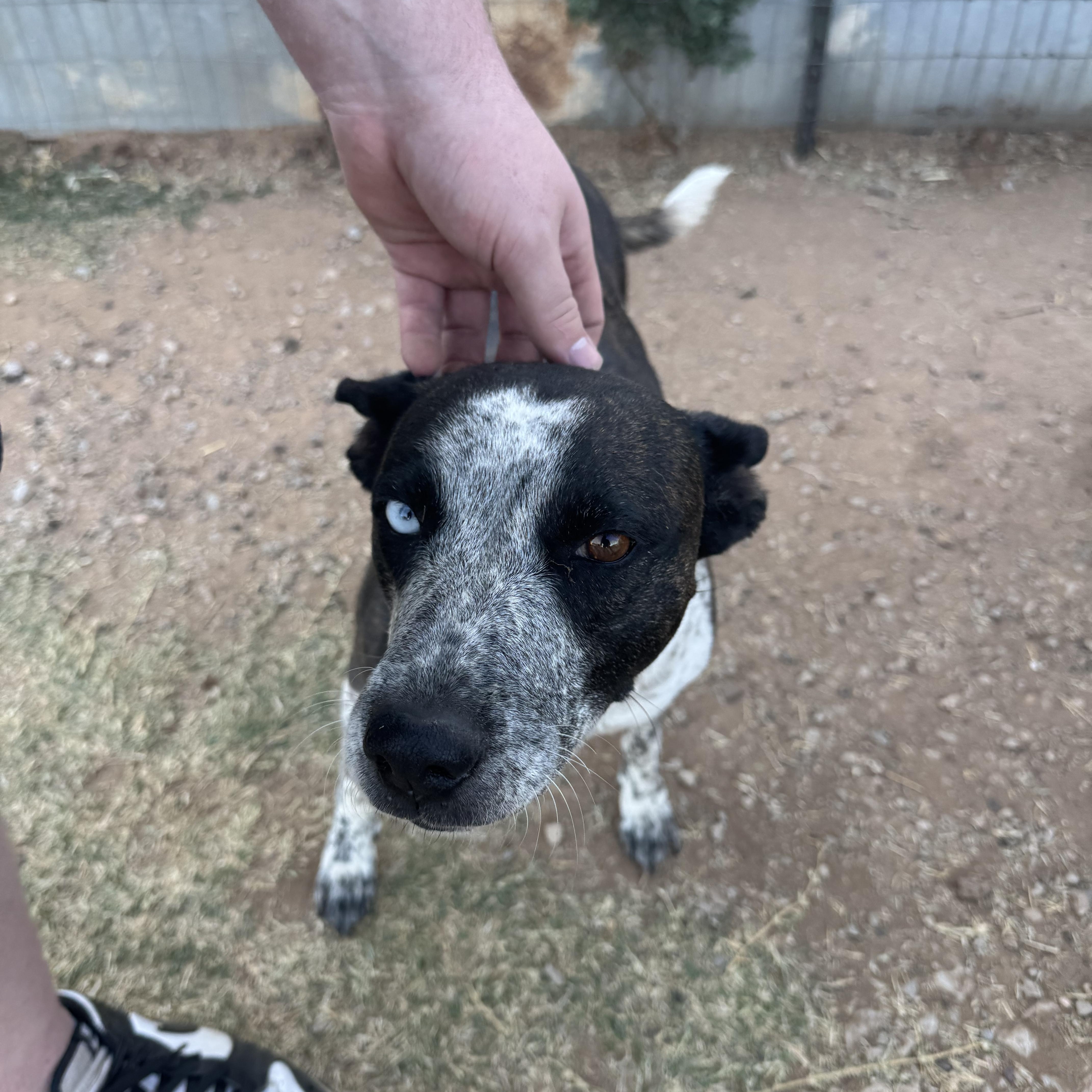 Sassy, a Adoptable mixed breed in Levelland, TX image 2/6