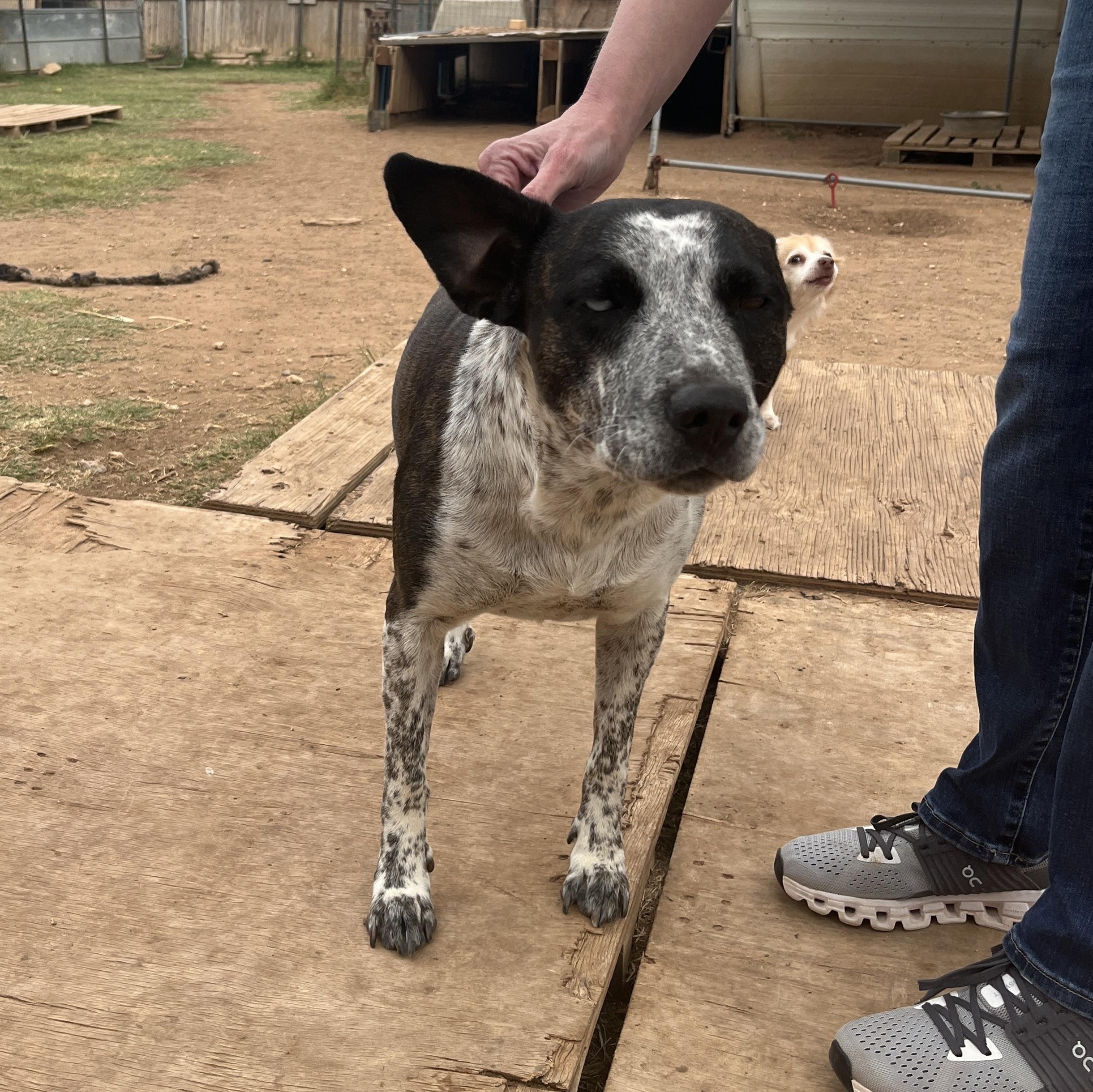 Sassy, a Adoptable mixed breed in Levelland, TX image 5/6
