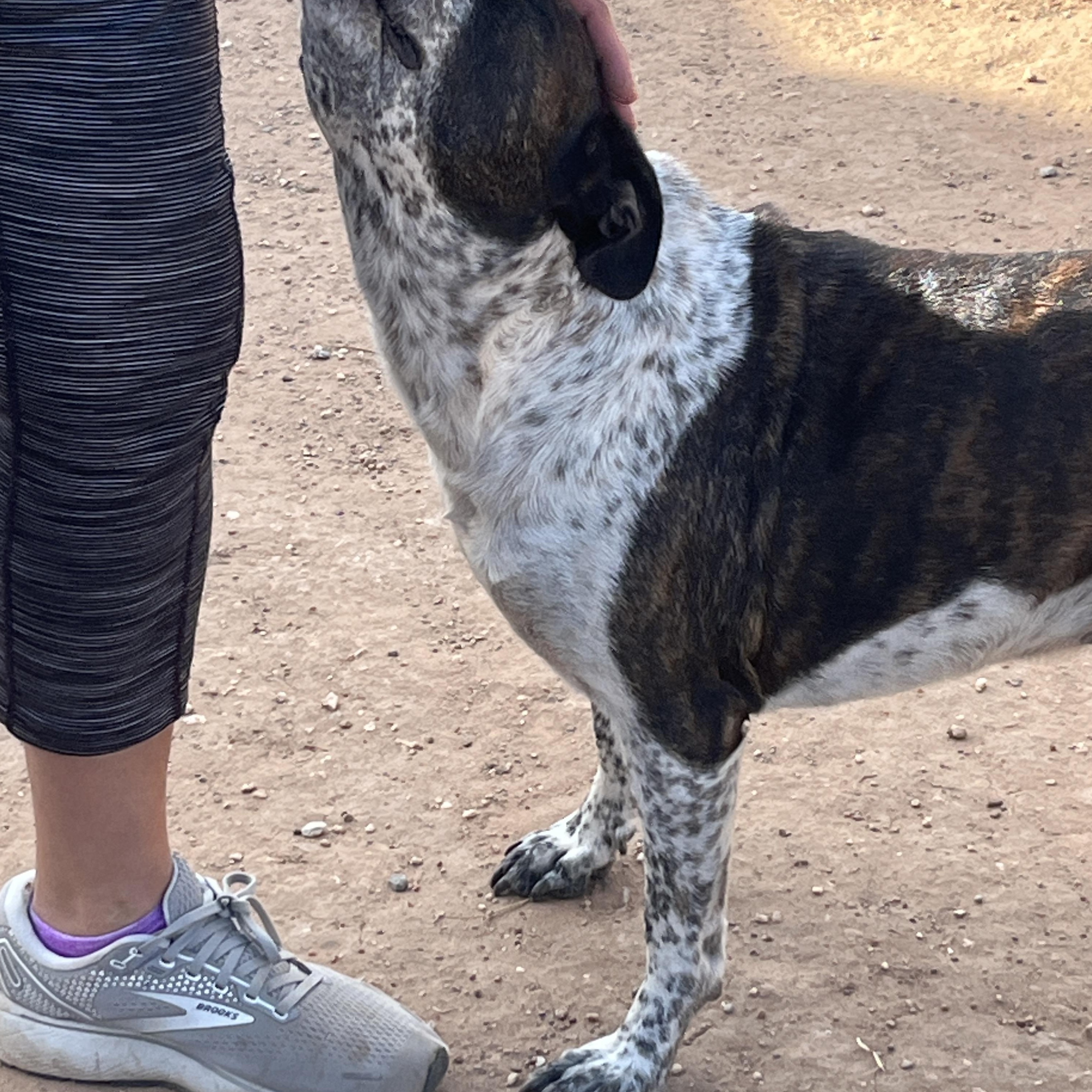 Sassy, a Adoptable mixed breed in Levelland, TX image 4/6