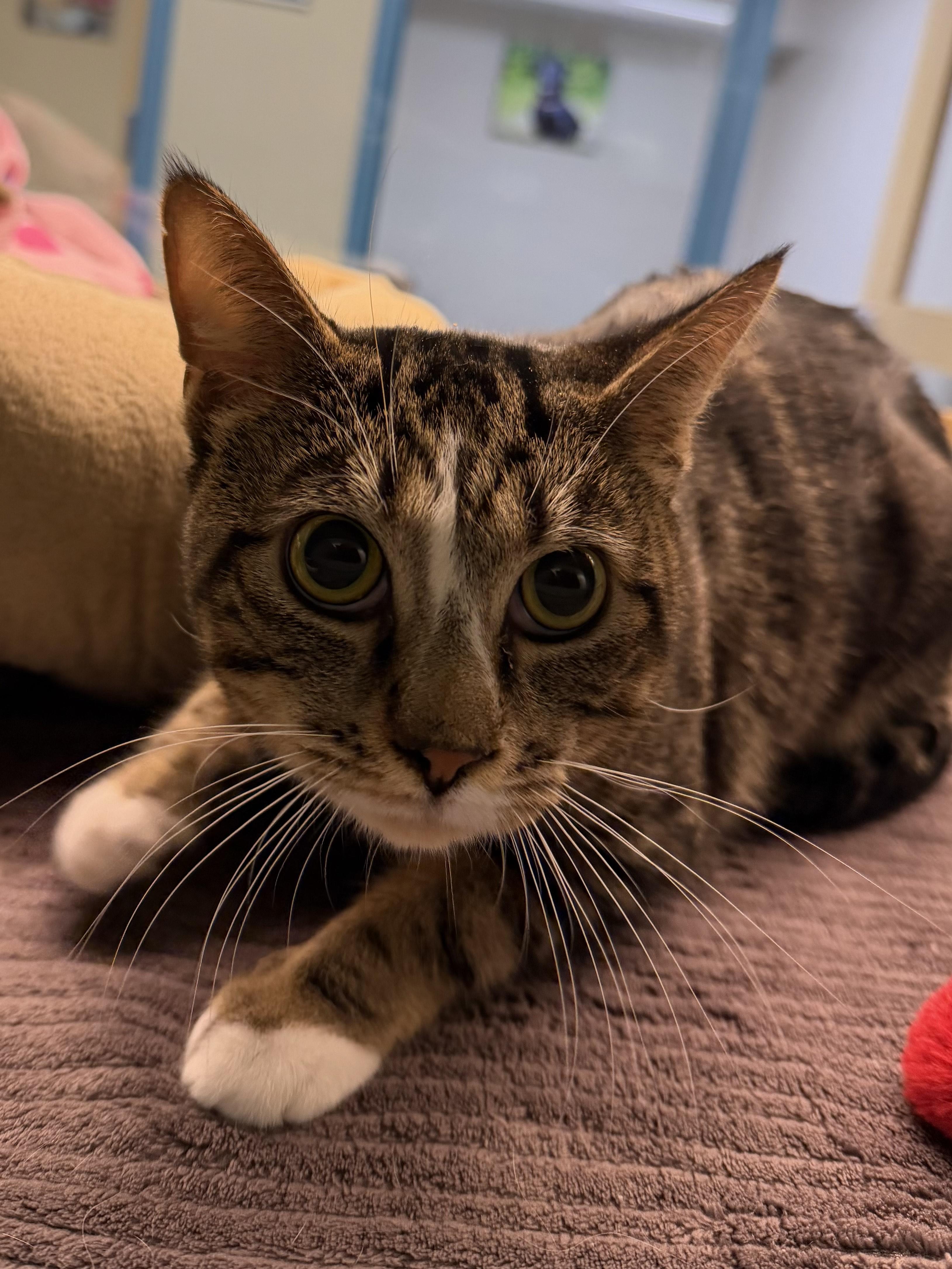 Rowdy, adopted, Adult Male American Shorthair.