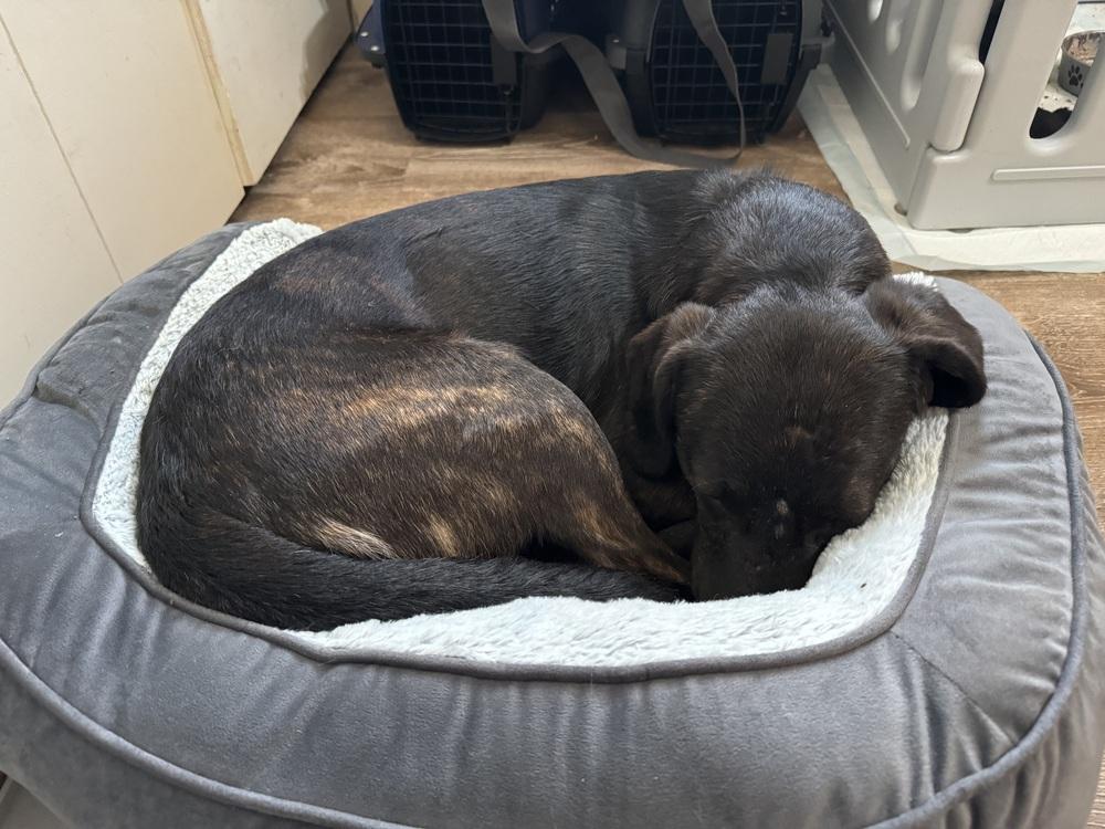 Enlarge Swartz, a ADOPTABLE mixed breed in China Township, MI image 3/6