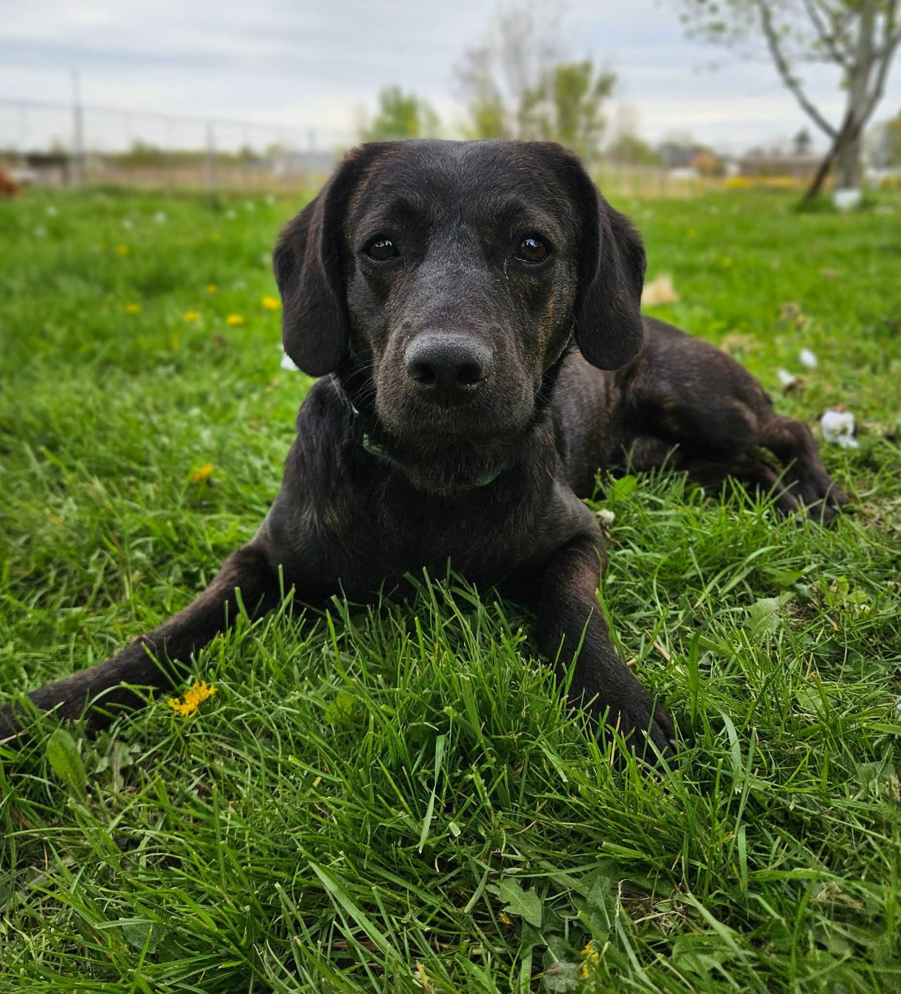 Enlarge Swartz, a ADOPTABLE mixed breed in China Township, MI image 5/6