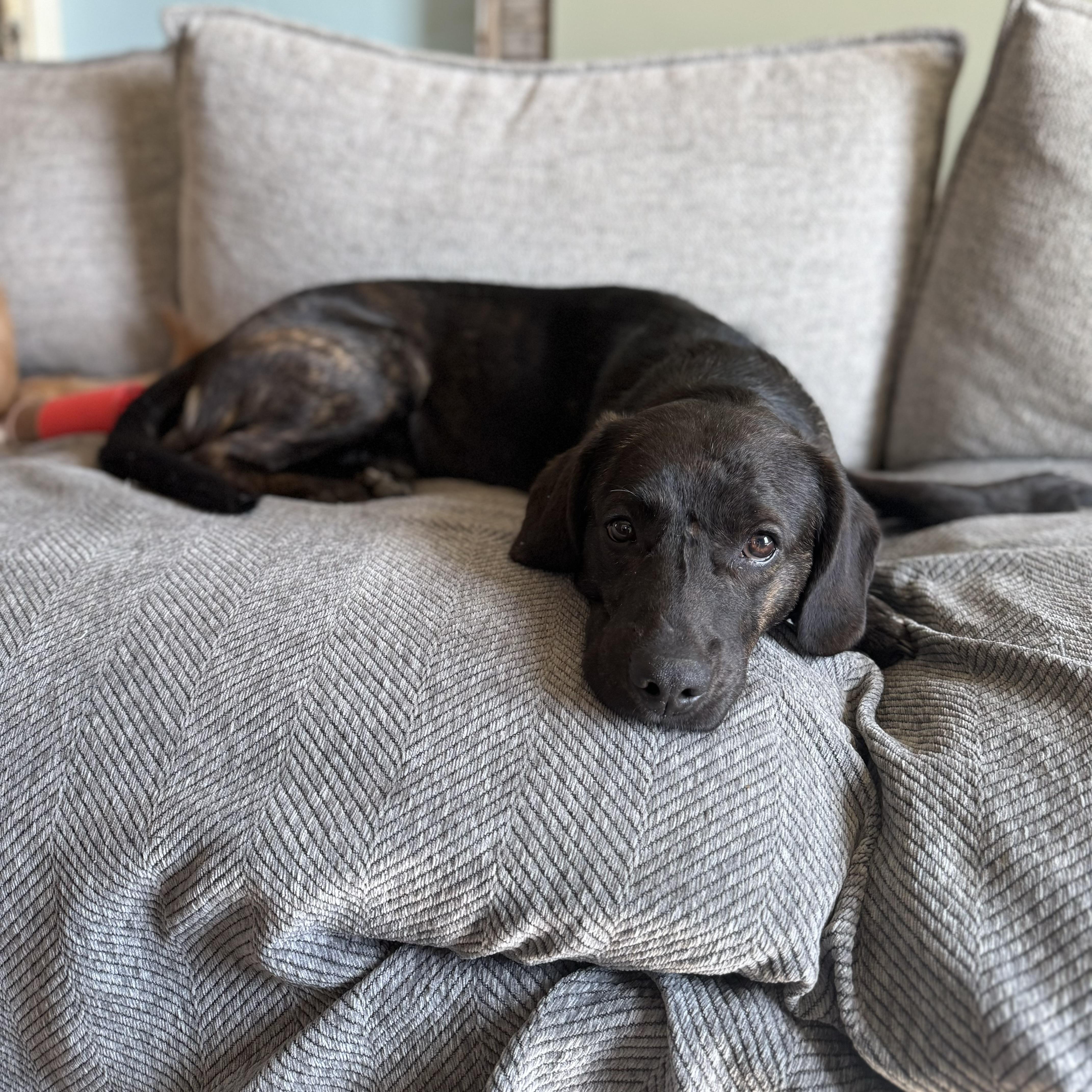 Swartz, ADOPTABLE, Young Male Hound.