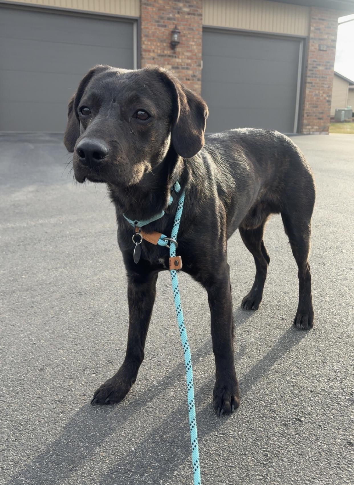 Enlarge Swartz, a ADOPTABLE mixed breed in China Township, MI image 6/6