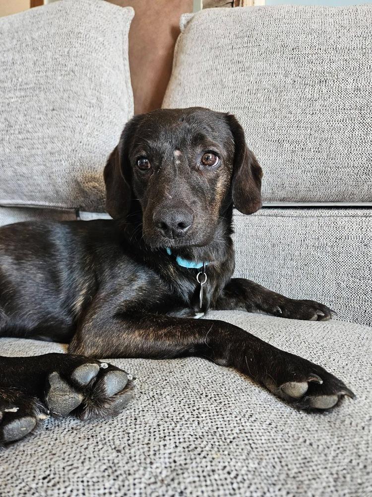 Enlarge Swartz, a ADOPTABLE mixed breed in China Township, MI image 5/6