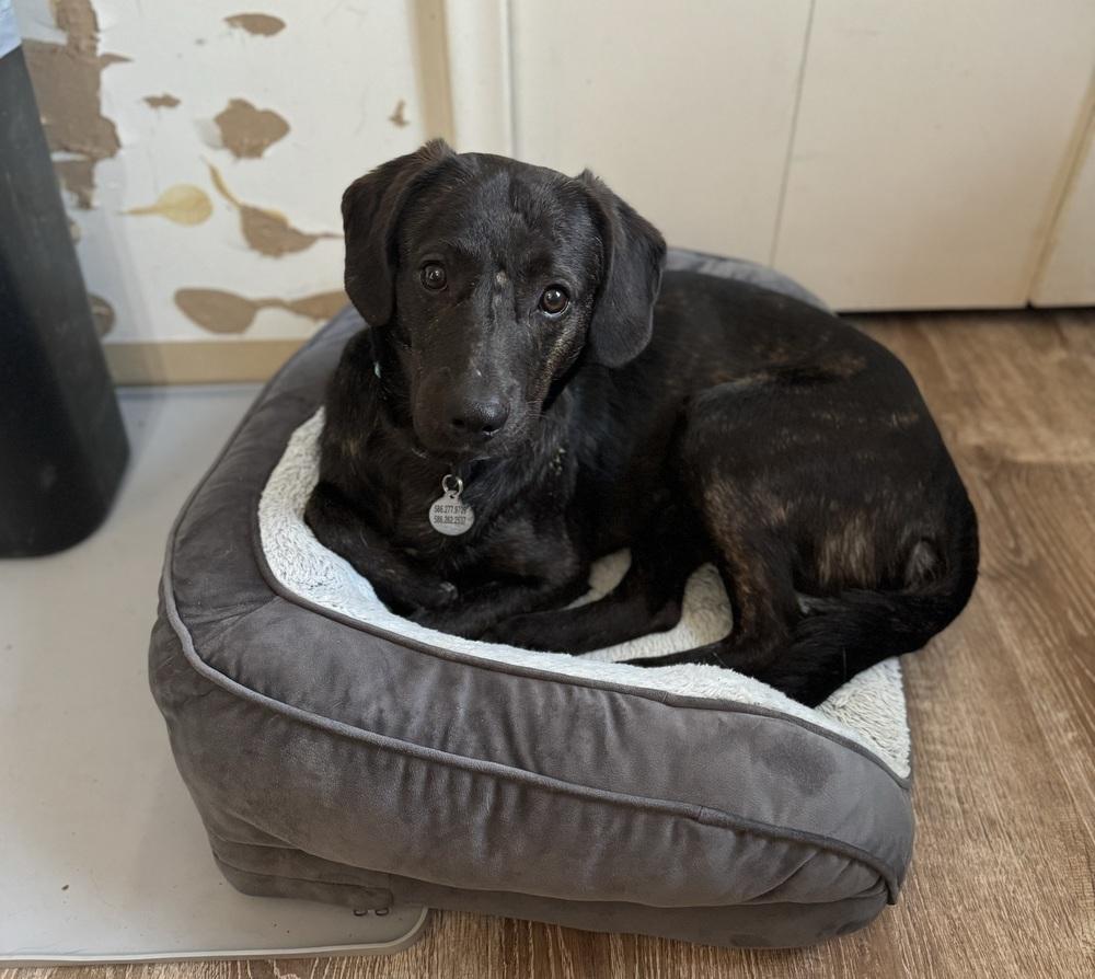 Enlarge Swartz, a ADOPTABLE mixed breed in China Township, MI image 4/6