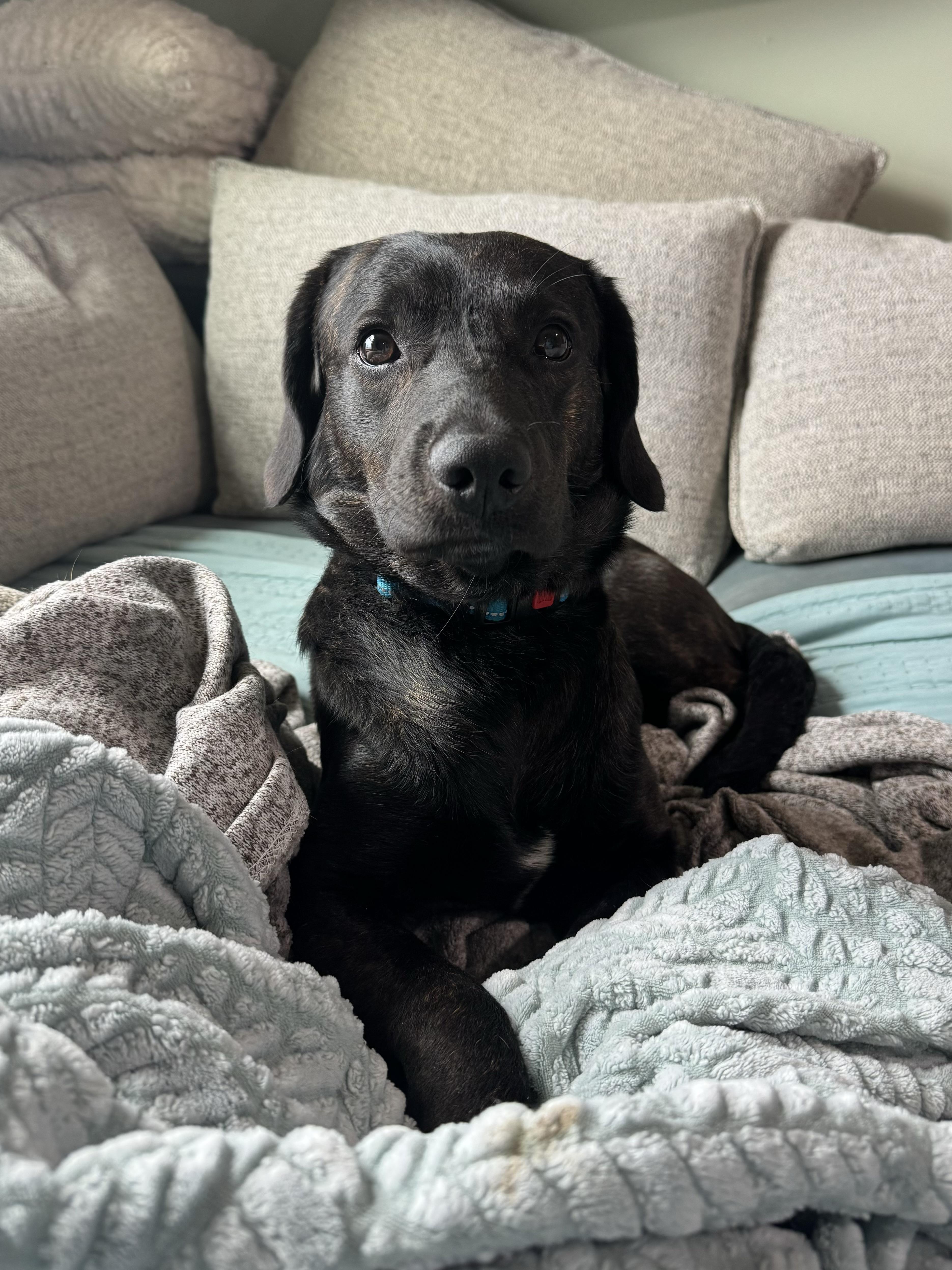Enlarge Swartz, a ADOPTABLE mixed breed in China Township, MI image 5/6
