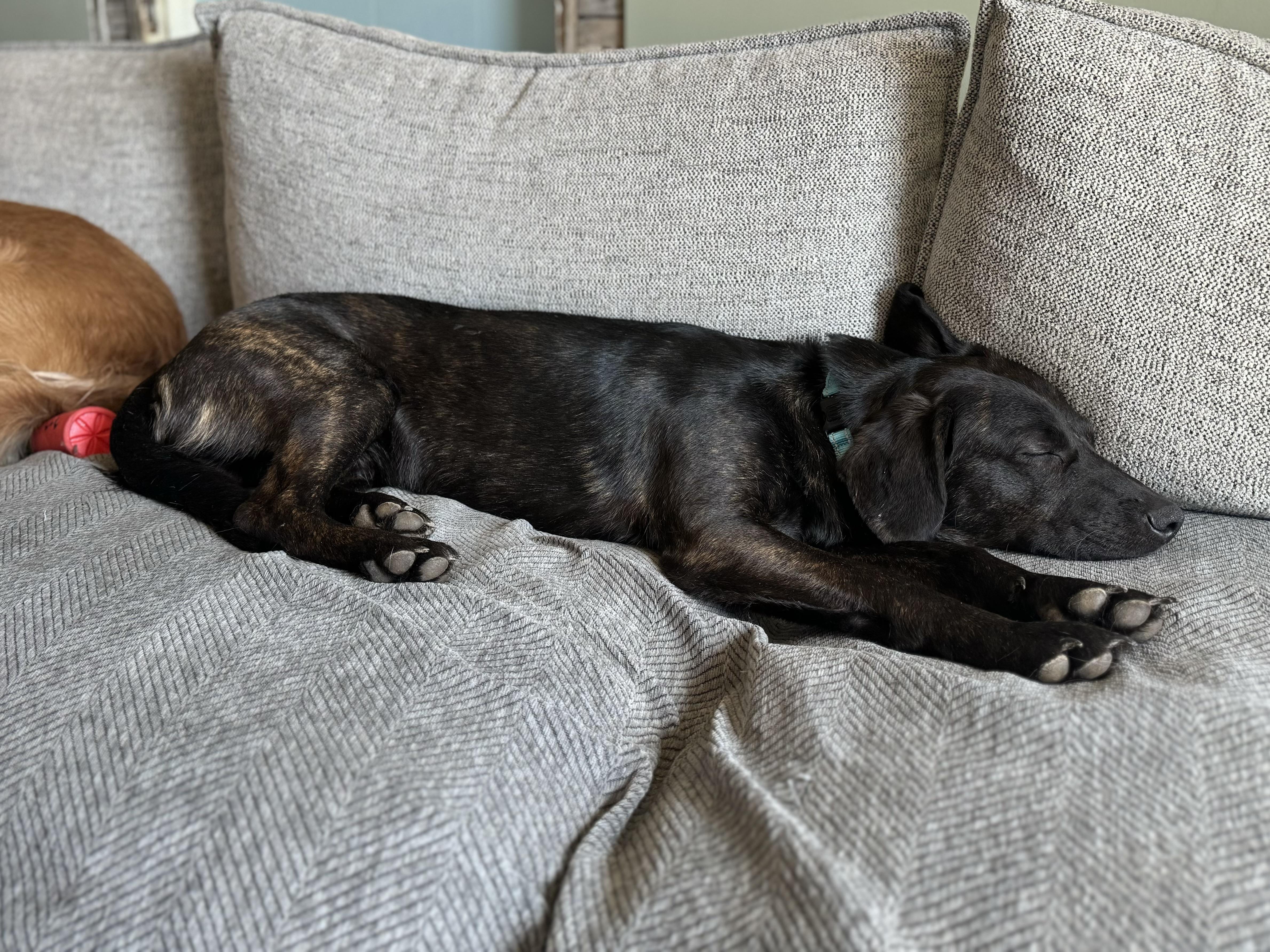 Enlarge Swartz, a ADOPTABLE mixed breed in China Township, MI image 2/6