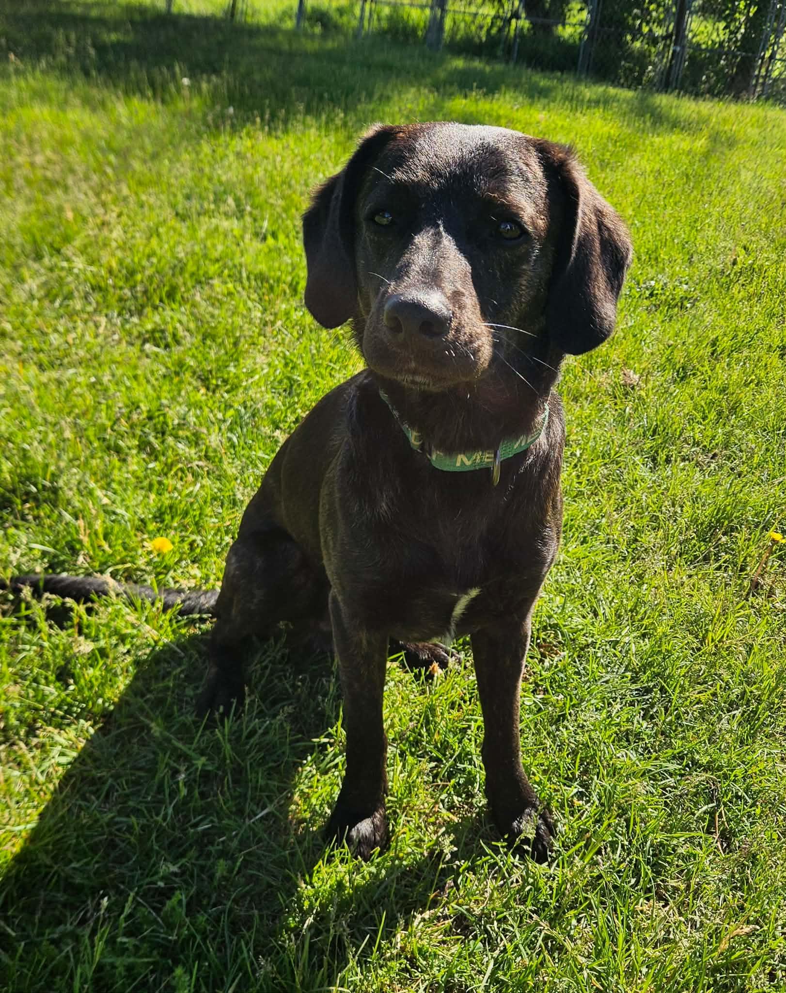 Enlarge Swartz, a ADOPTABLE mixed breed in China Township, MI image 6/6
