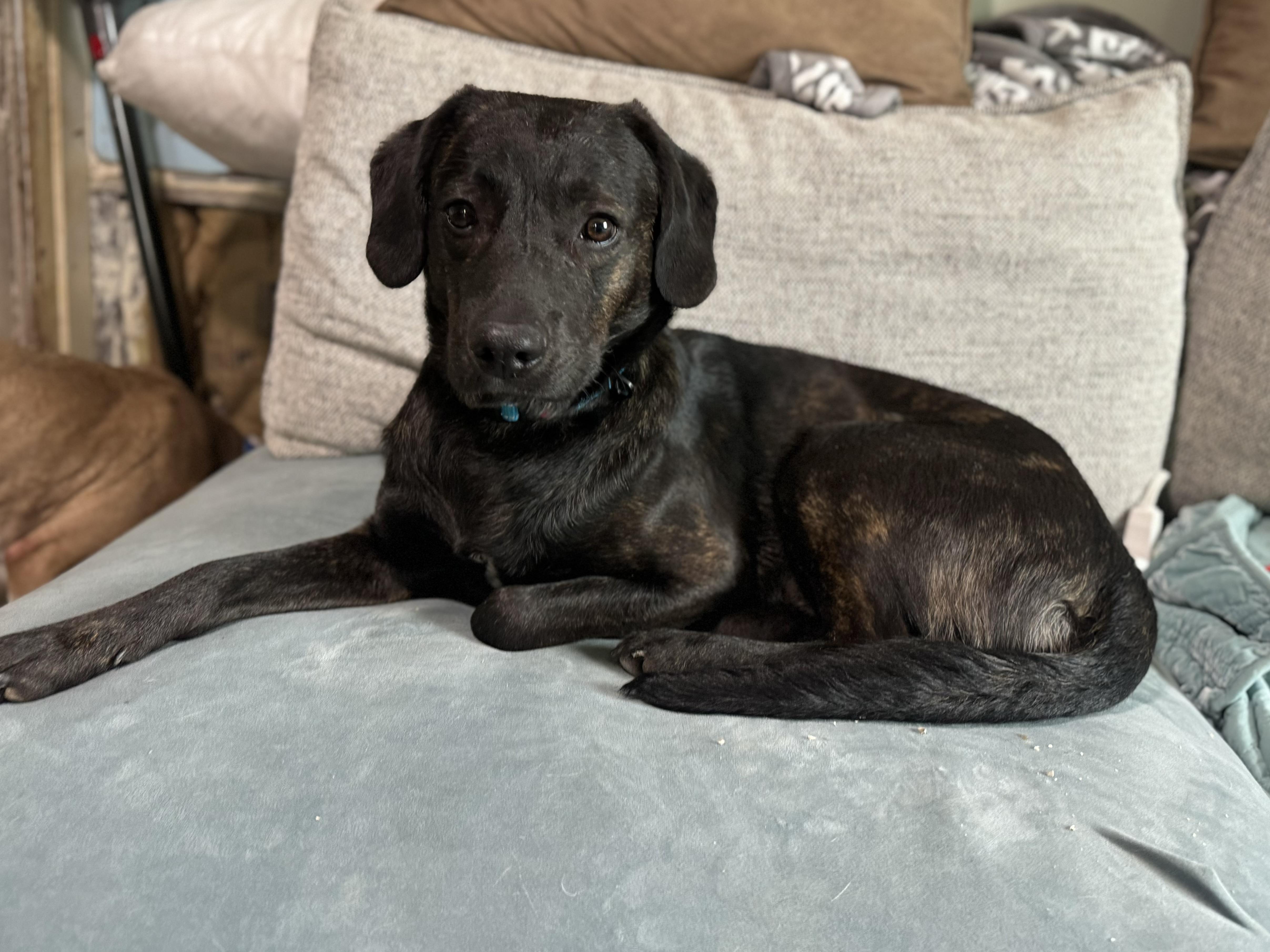 Enlarge Swartz, a ADOPTABLE mixed breed in China Township, MI image 6/6