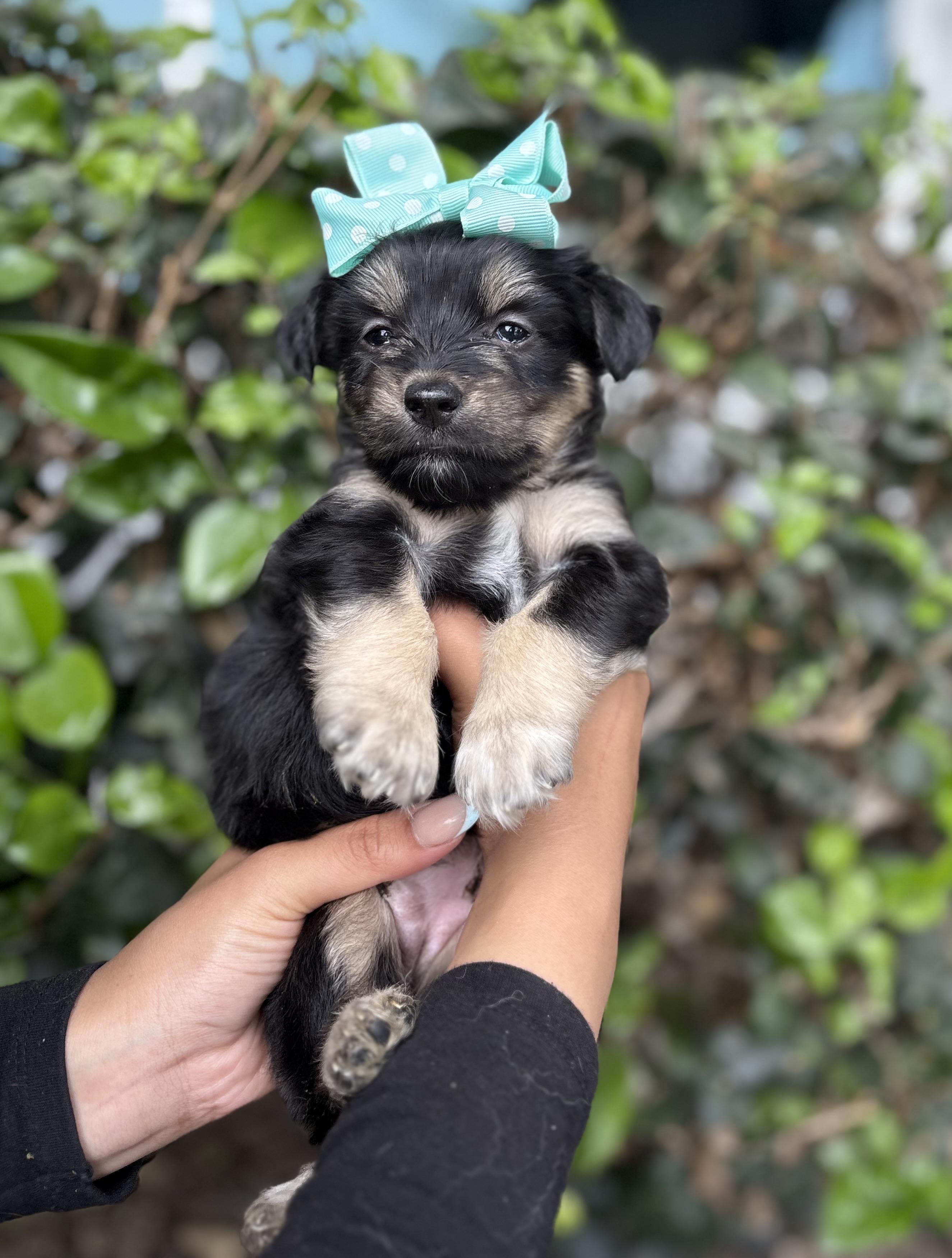 Patsy, a Adoptable mixed breed in South El Monte, CA image 2/4