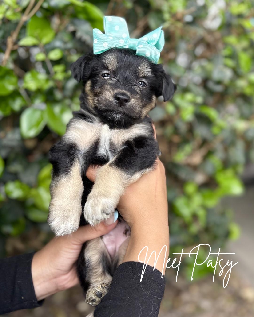 Patsy, a Adoptable mixed breed in South El Monte, CA image 1/4